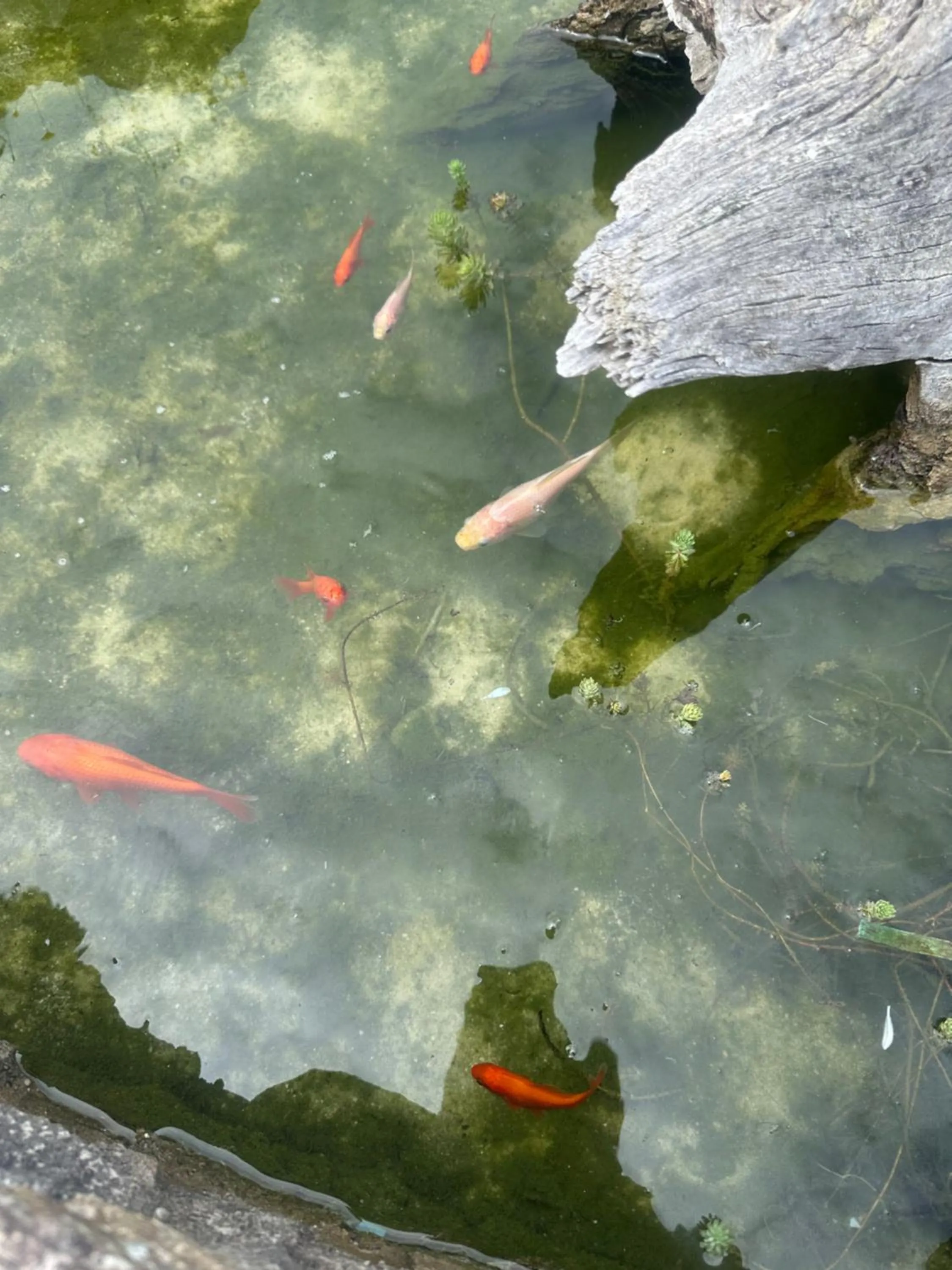 CARBALLO DE PRADO 1900