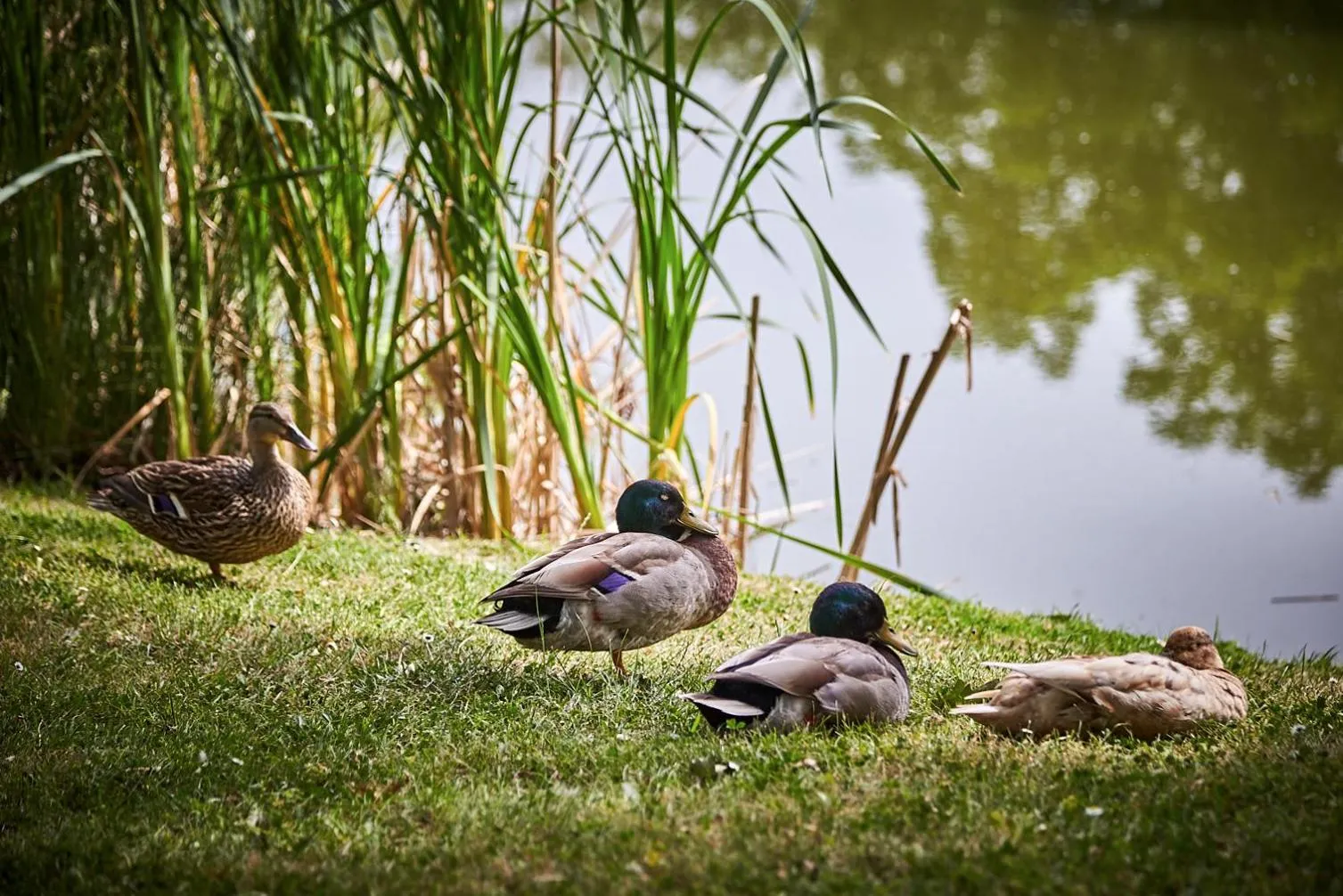 Day in Les Jardins de l'Anjou