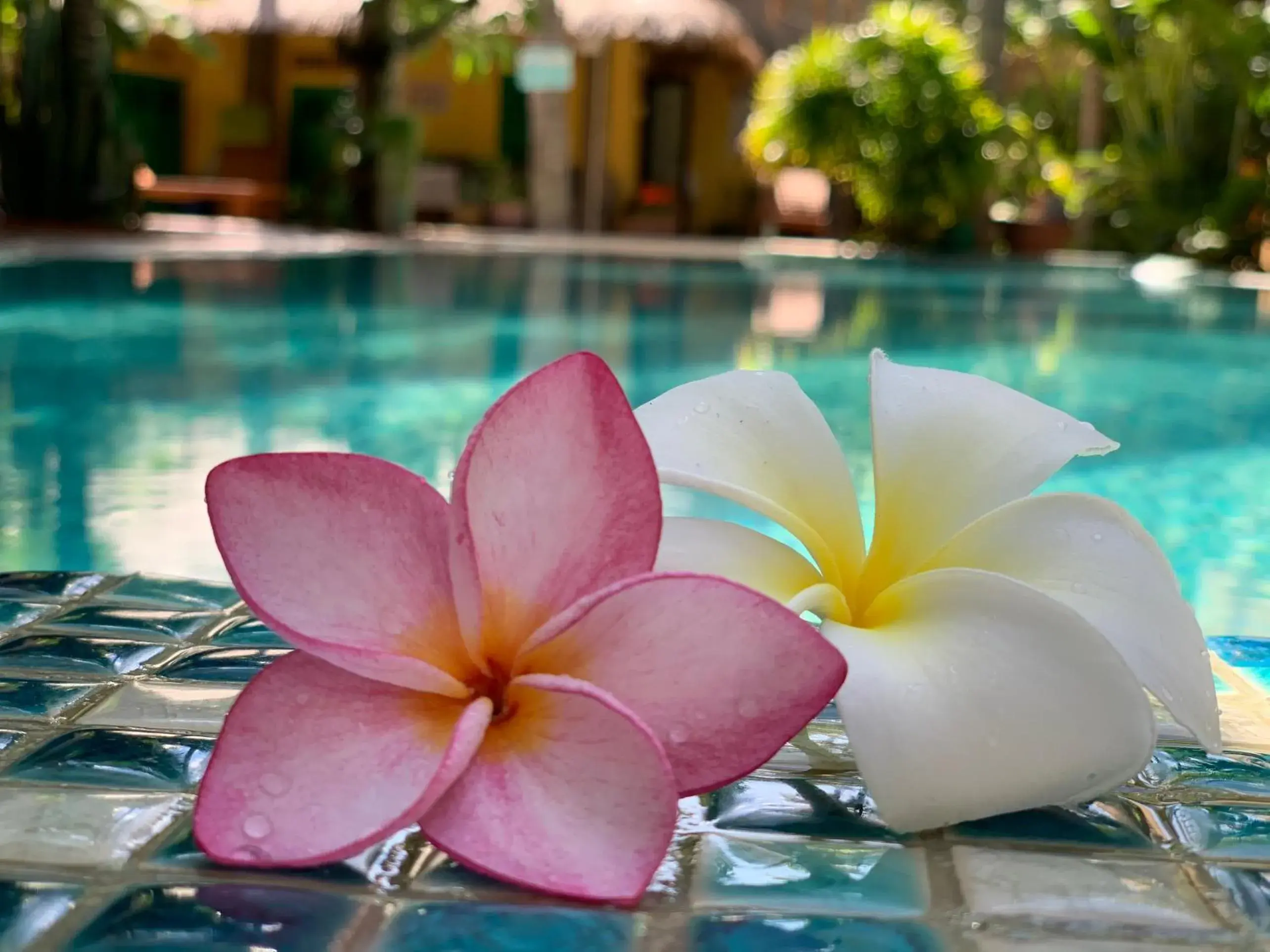 Pool view in MiNhon Hotel Muine Pool view in MiNhon Hotel Muine