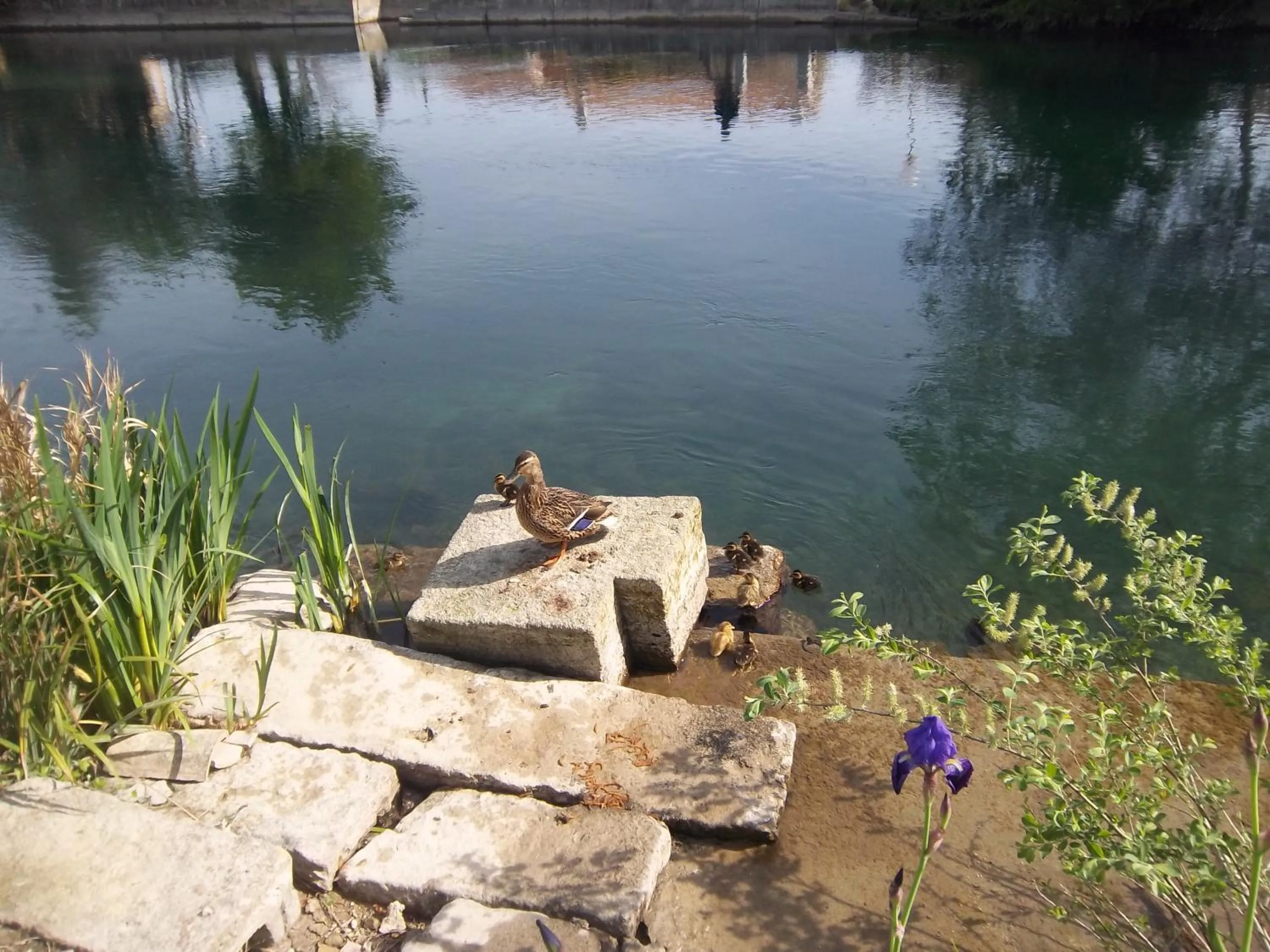 Mas Le Pont des Aubes