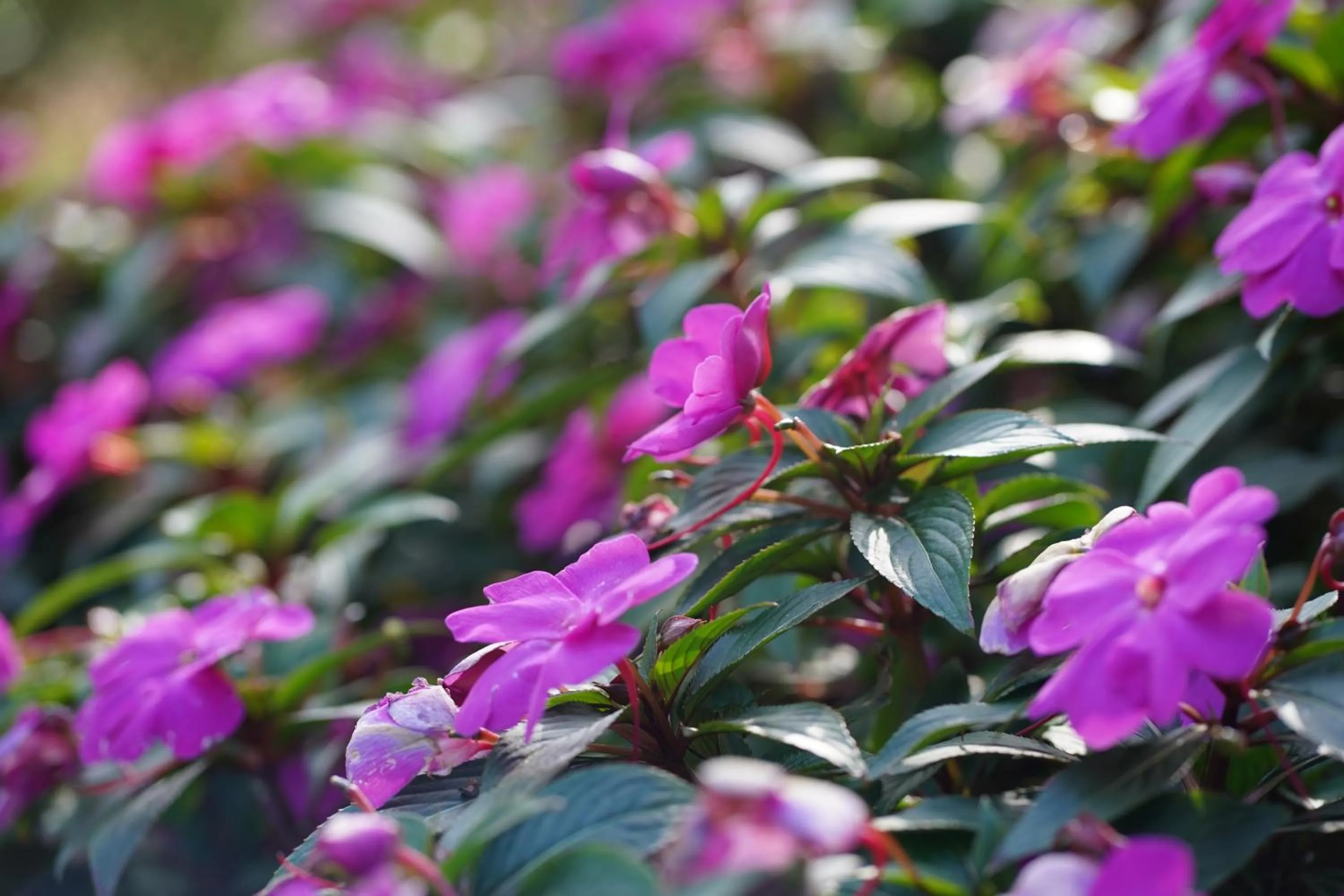 TTC Dreamy Hill Resort - Unlimited Access to TTC World - Thung Lung Tinh Yeu