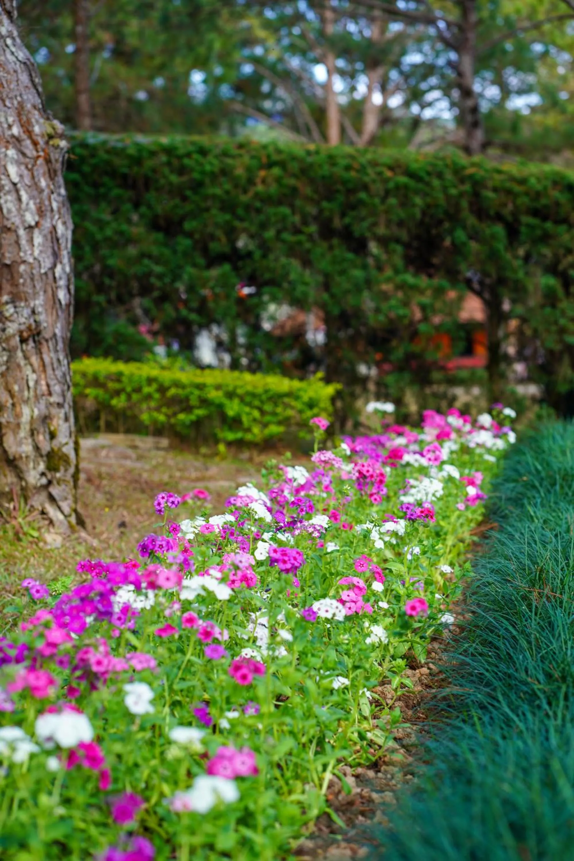 TTC Dreamy Hill Resort - Unlimited Access to TTC World - Thung Lung Tinh Yeu