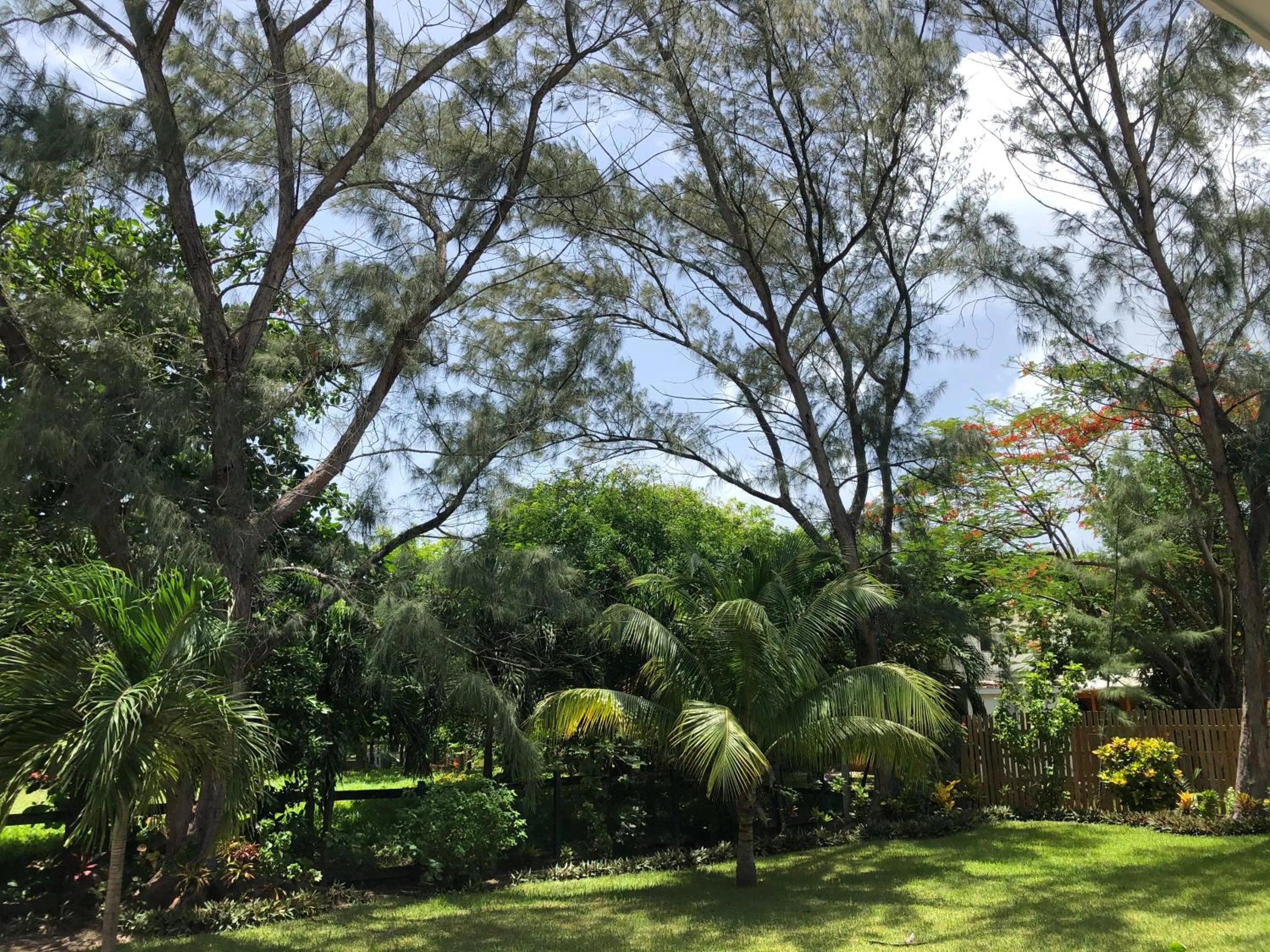 Natural landscape in Belize Budget Suites