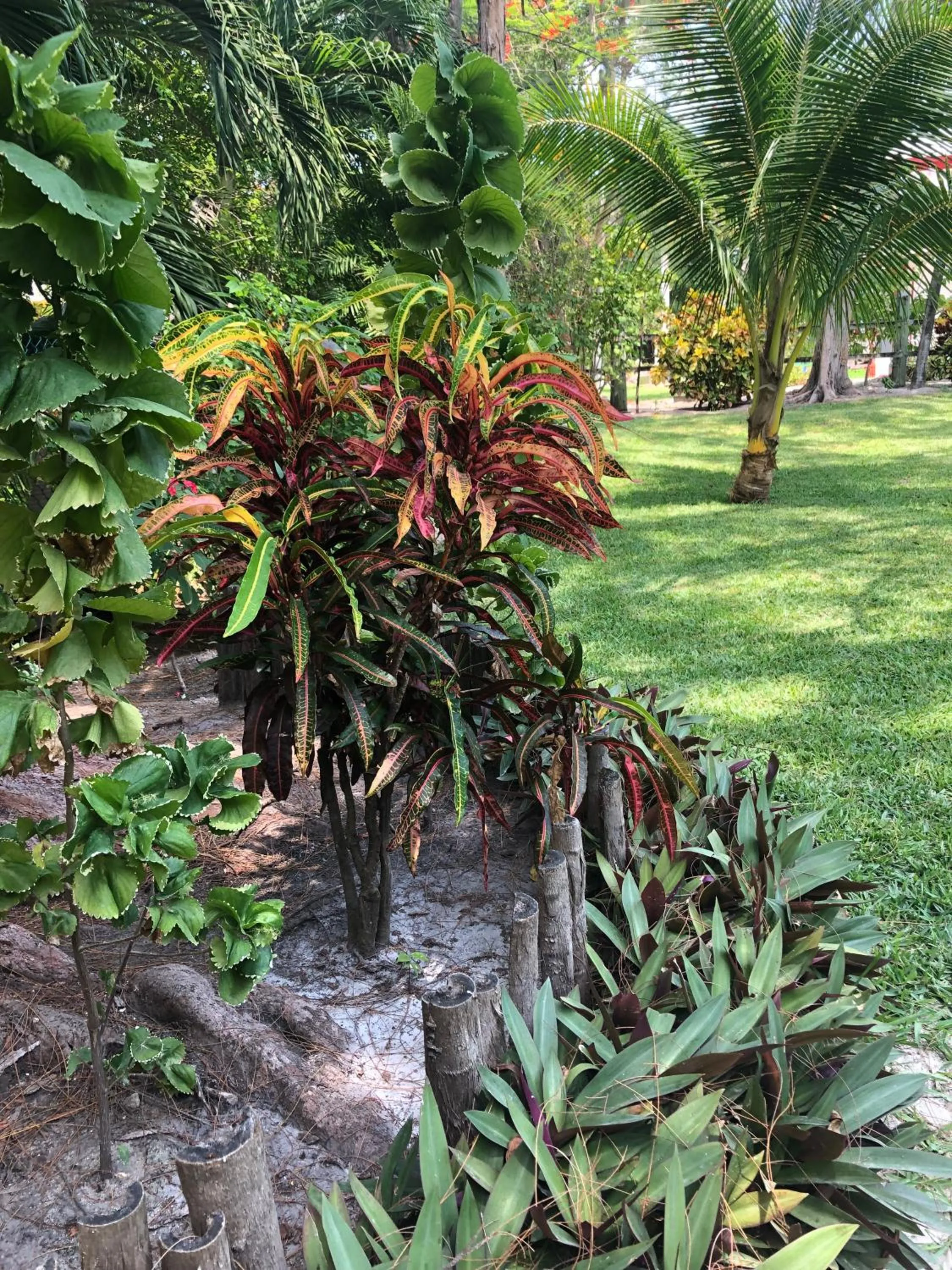 Natural landscape in Belize Budget Suites