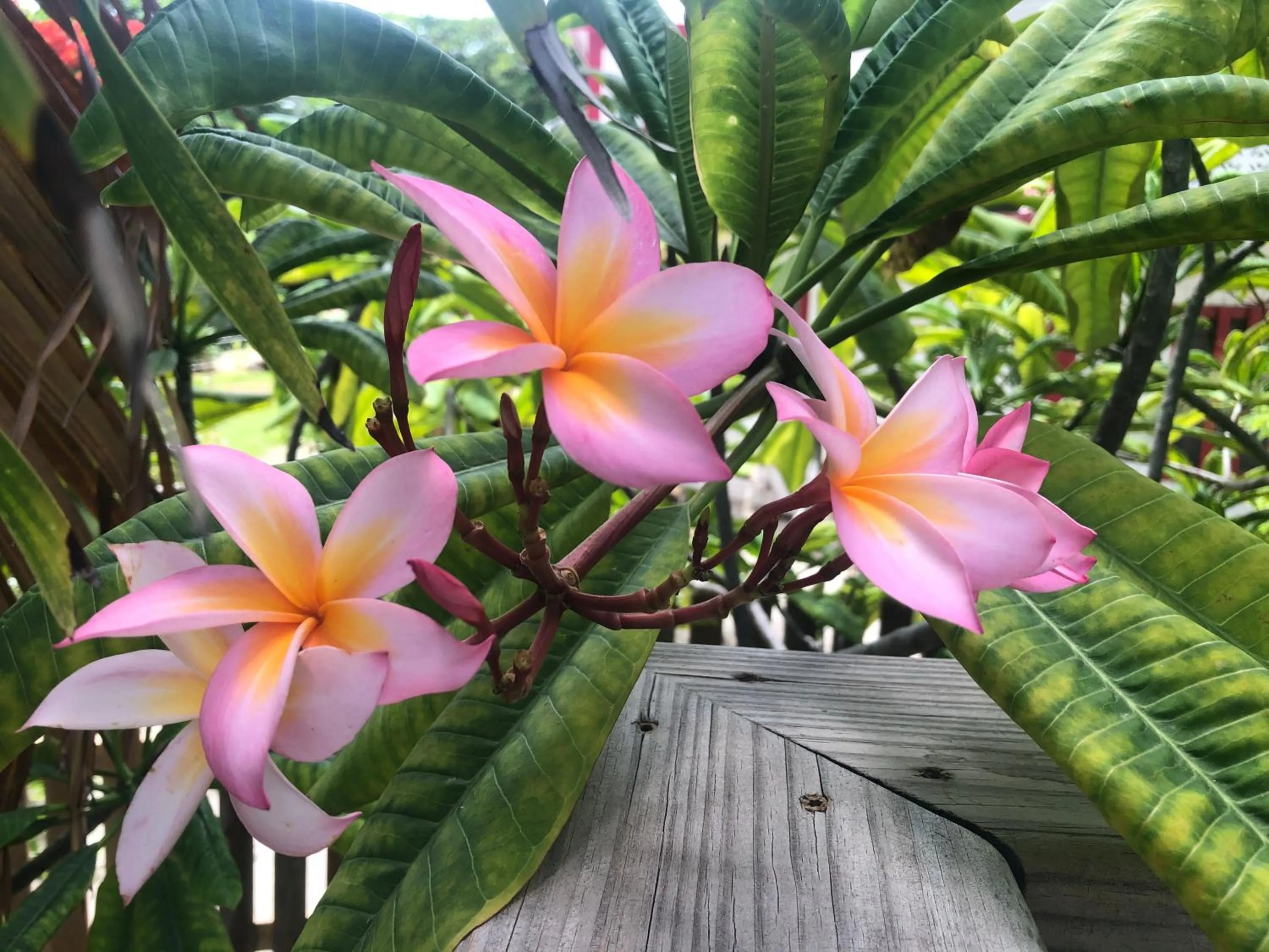 Garden in Belize Budget Suites