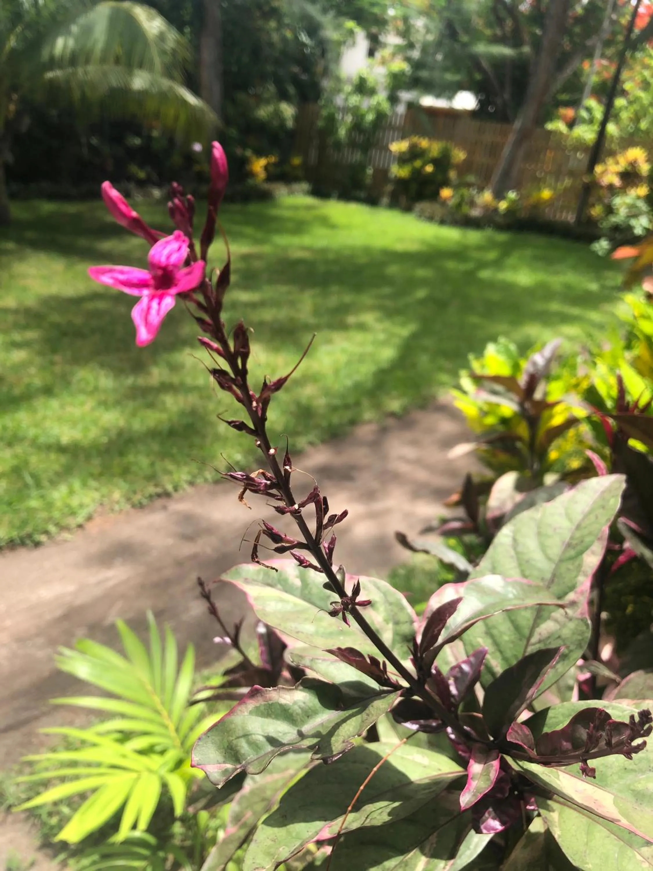 Property building in Belize Budget Suites