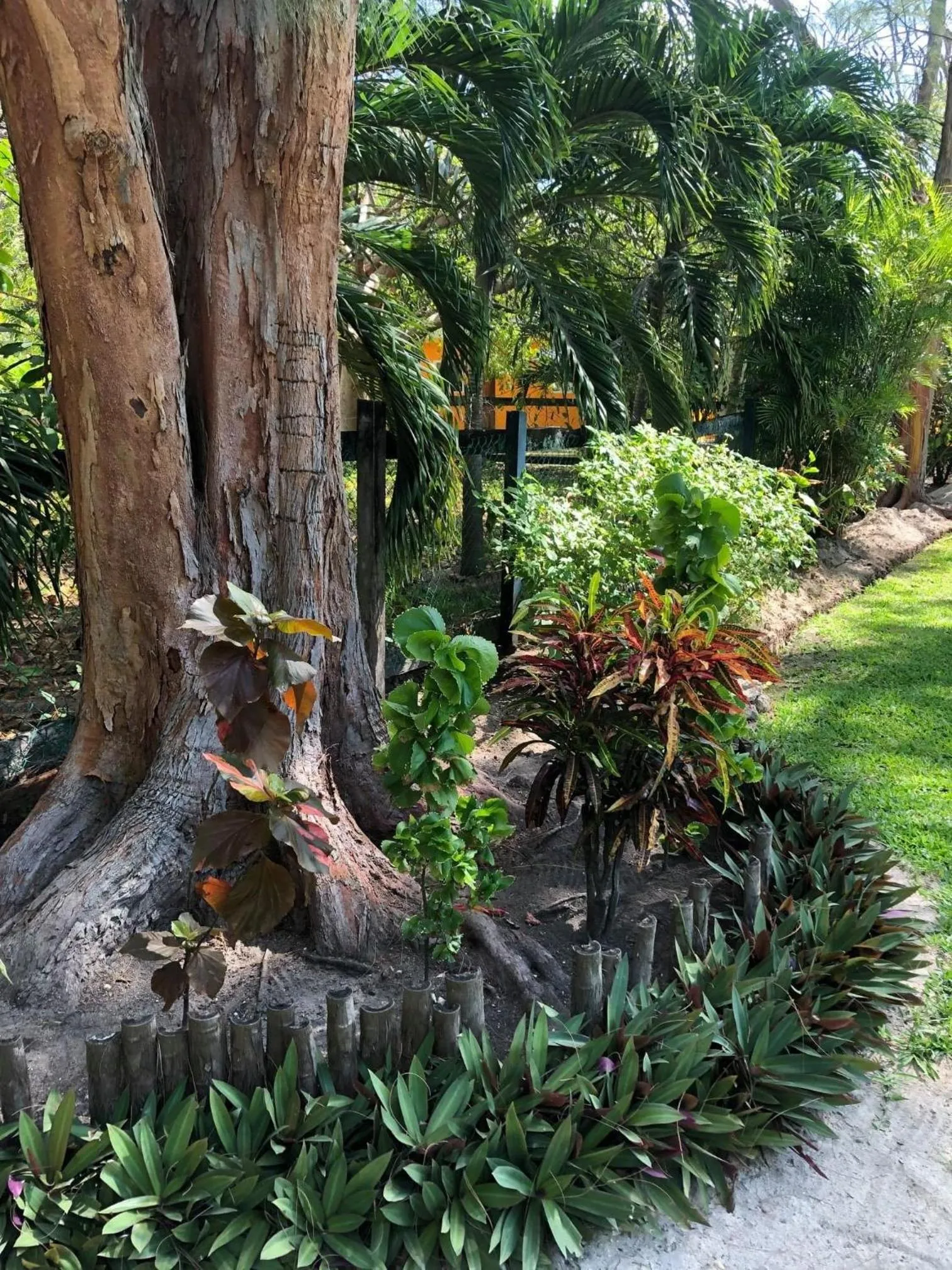 Natural landscape in Belize Budget Suites