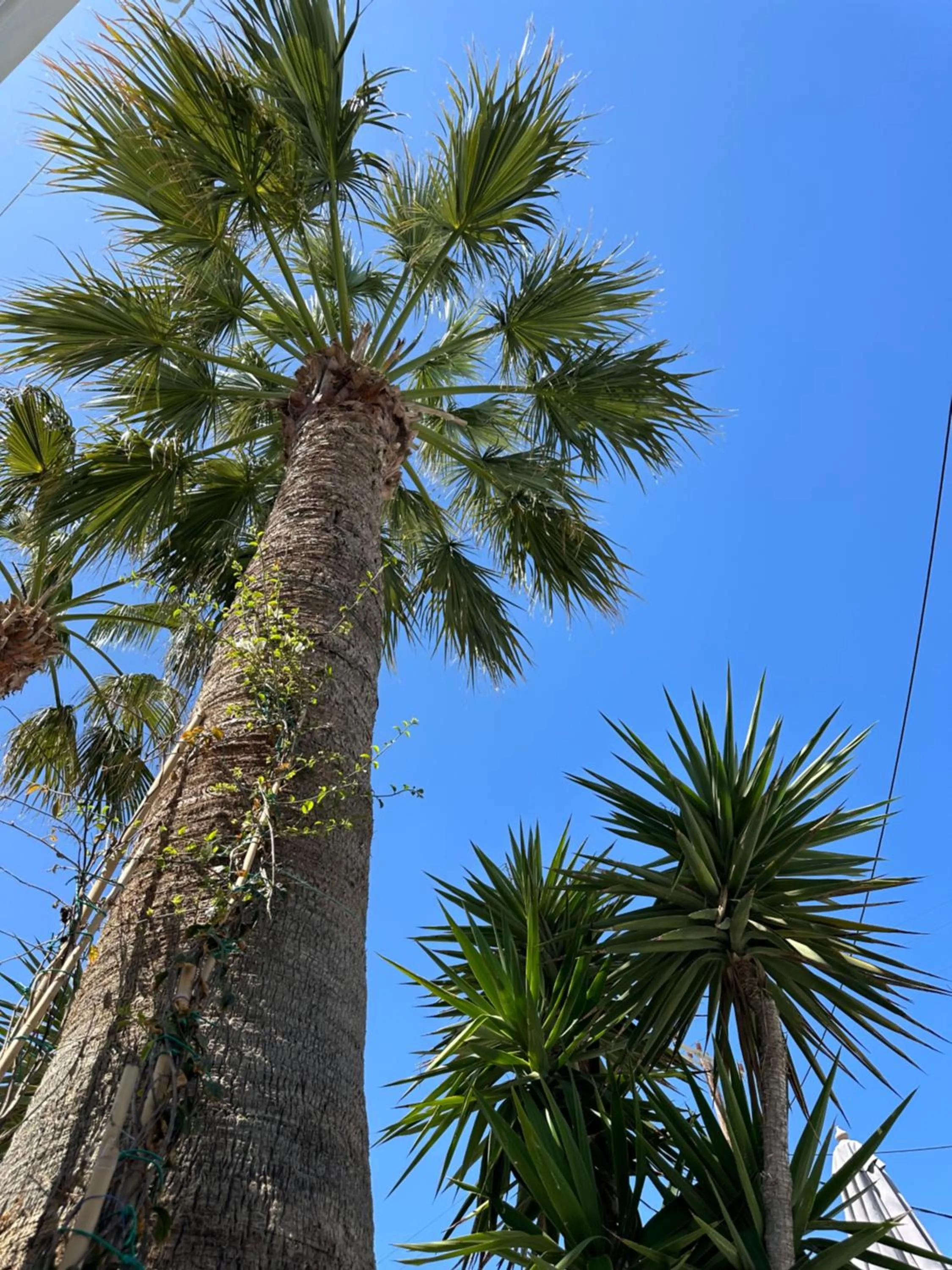 Garden in Dragonfly Villas