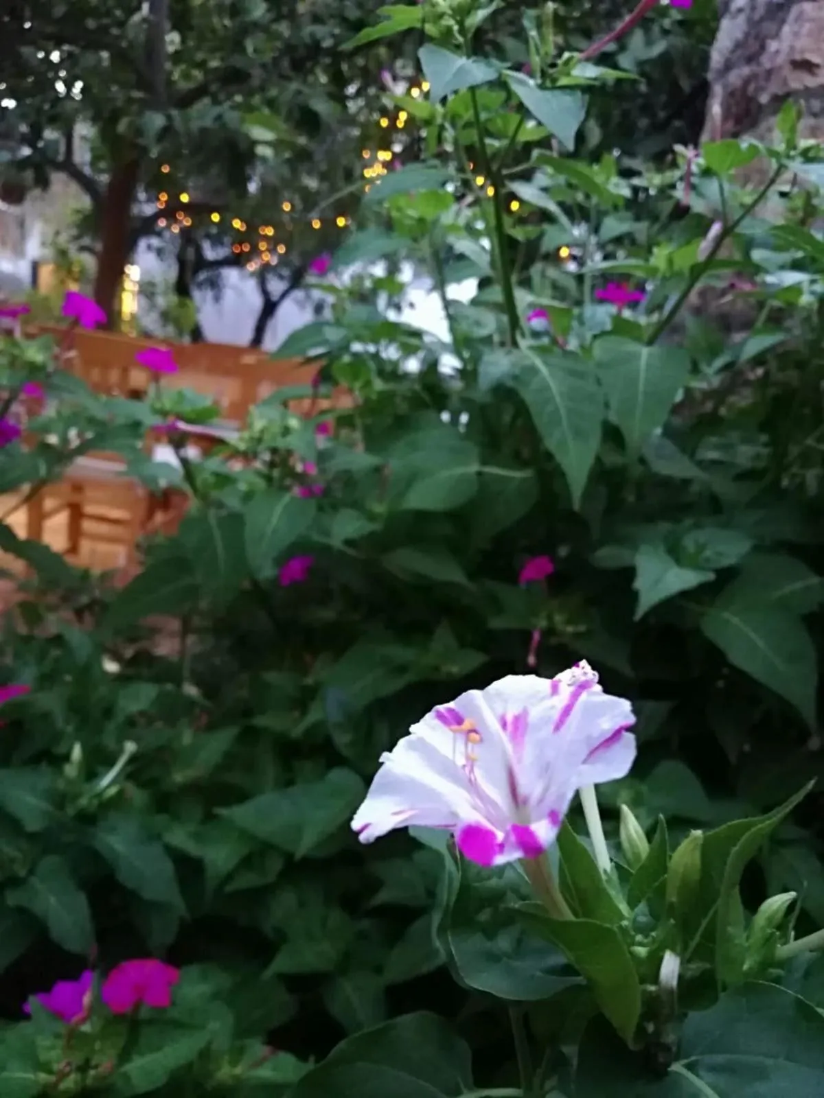 Garden in L'onda Oda Bodrum