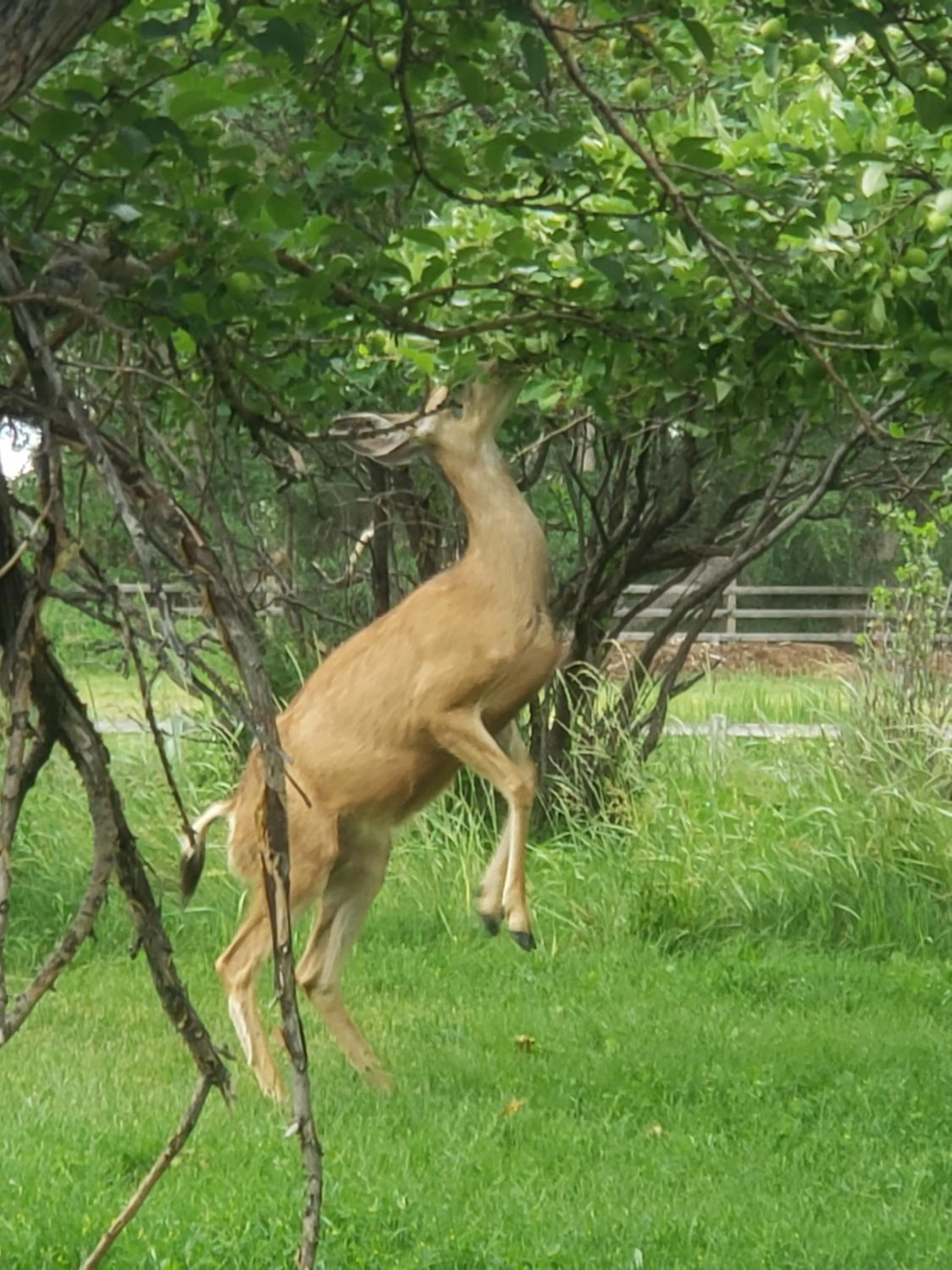 Animals in Browns Canyon Inn