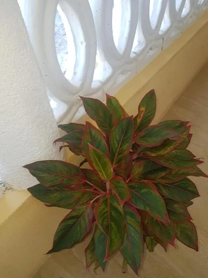 Property building in Solet's Paradise Negril