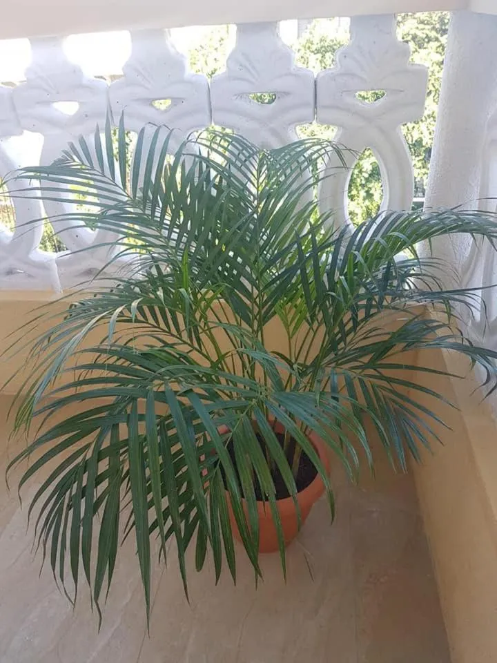 Property building in Solet's Paradise Negril