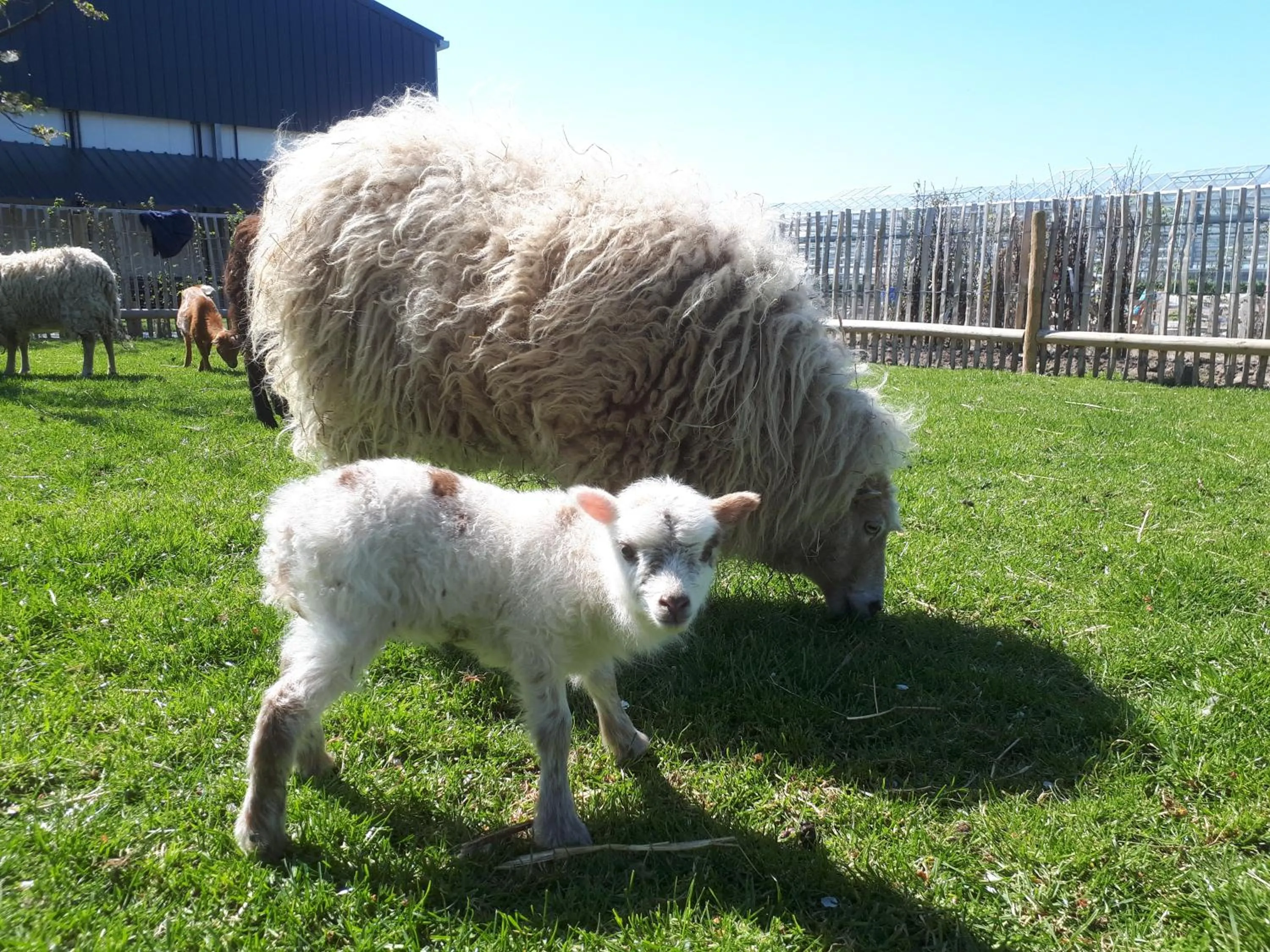 Animals in De Bonderbei