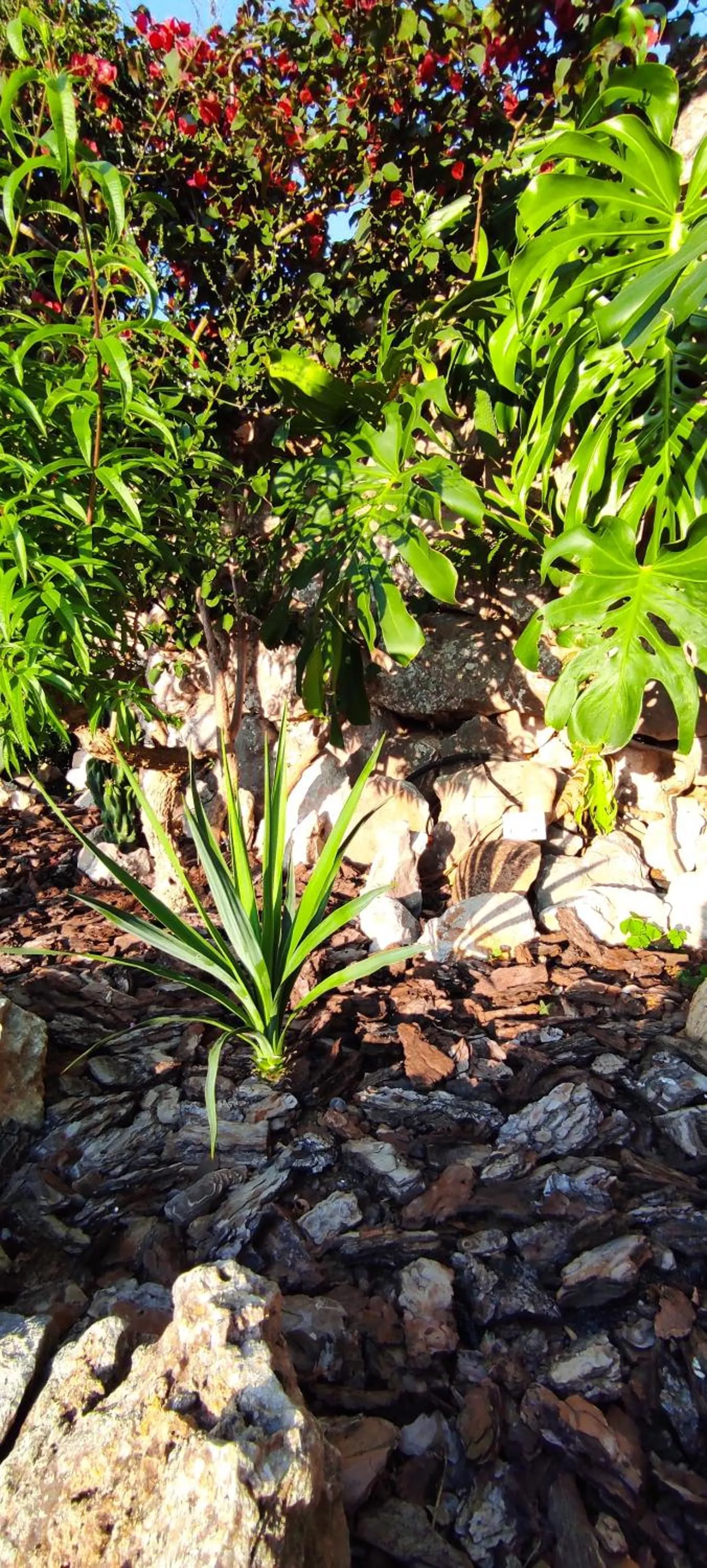 Garden in La casa di Armando