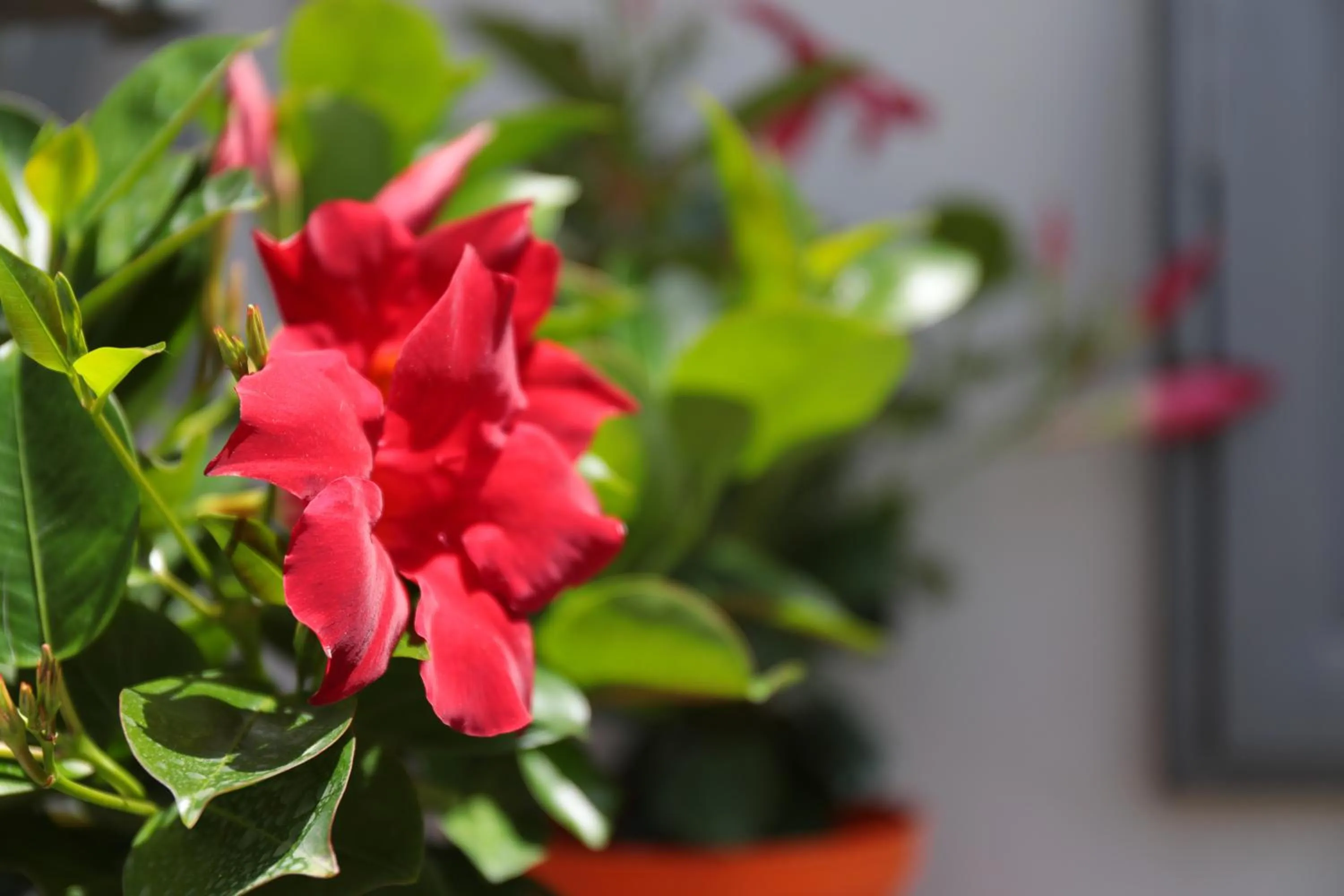 Decorative detail in Bella 'Mbriana