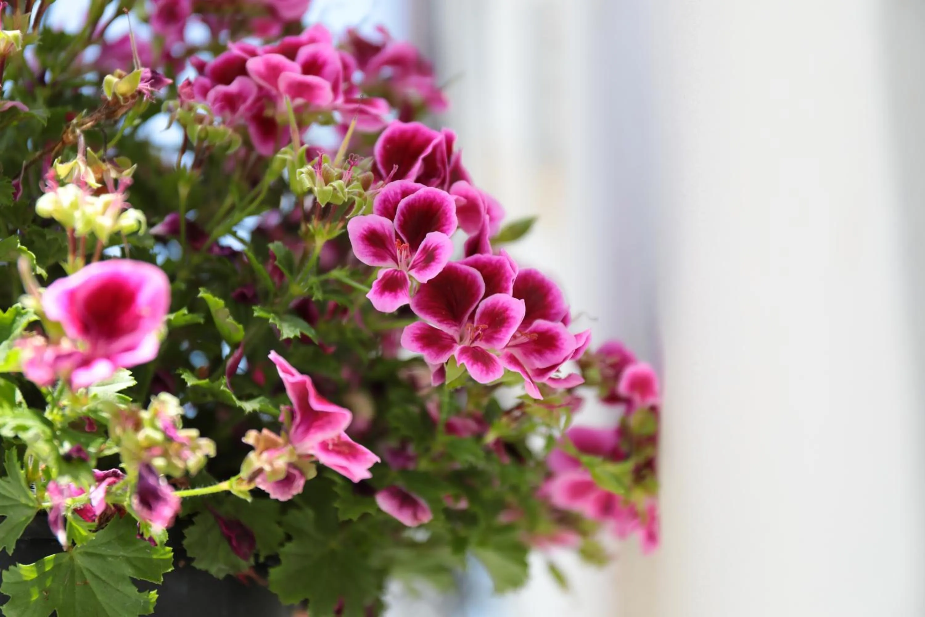 Decorative detail in Bella 'Mbriana