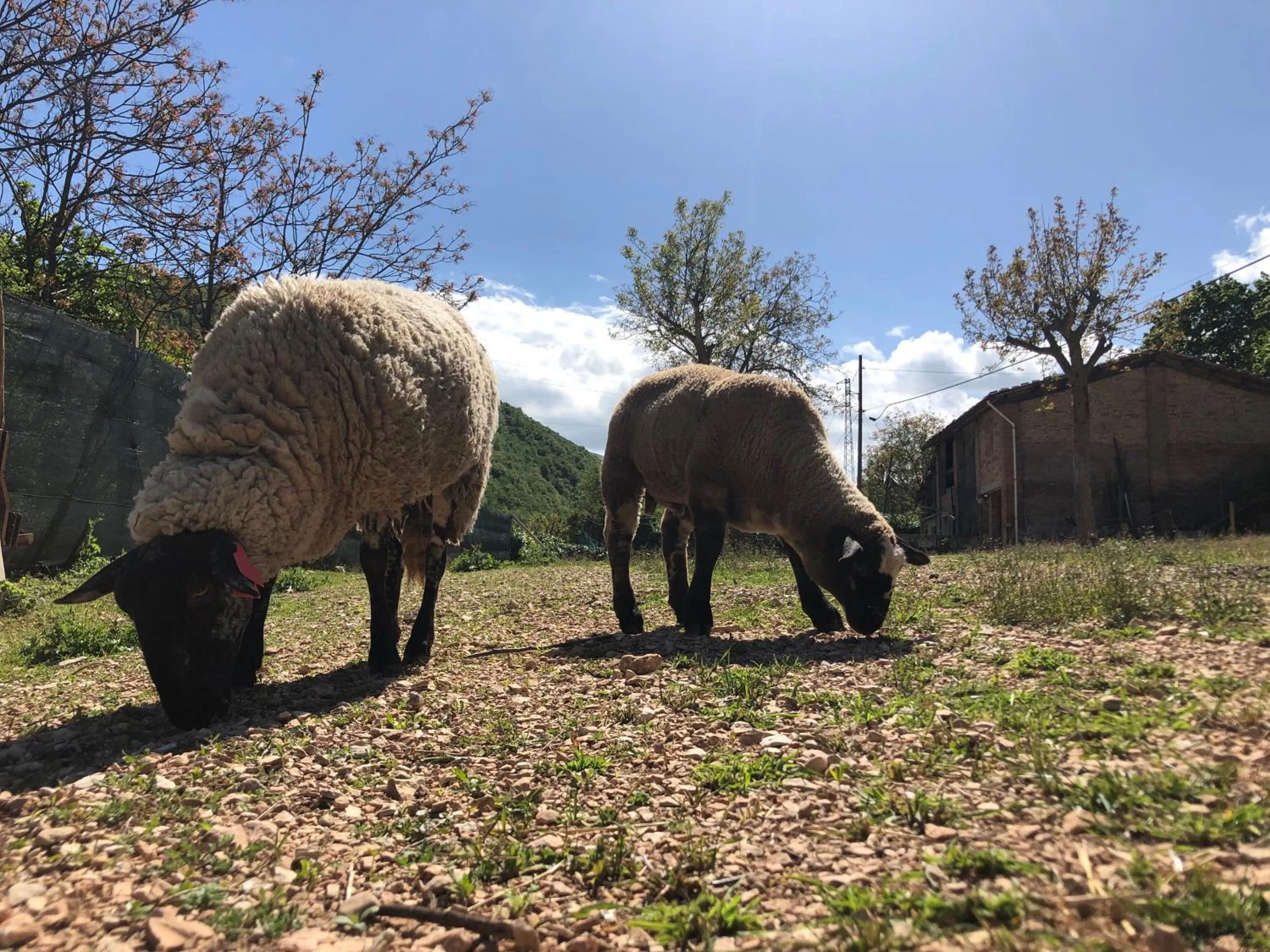 Animals in B&B Ollyfarm