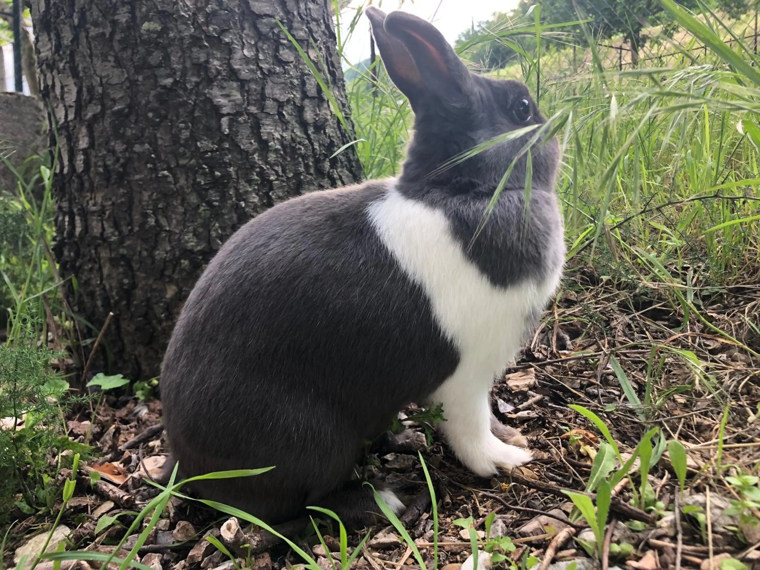 Animals in B&B Ollyfarm