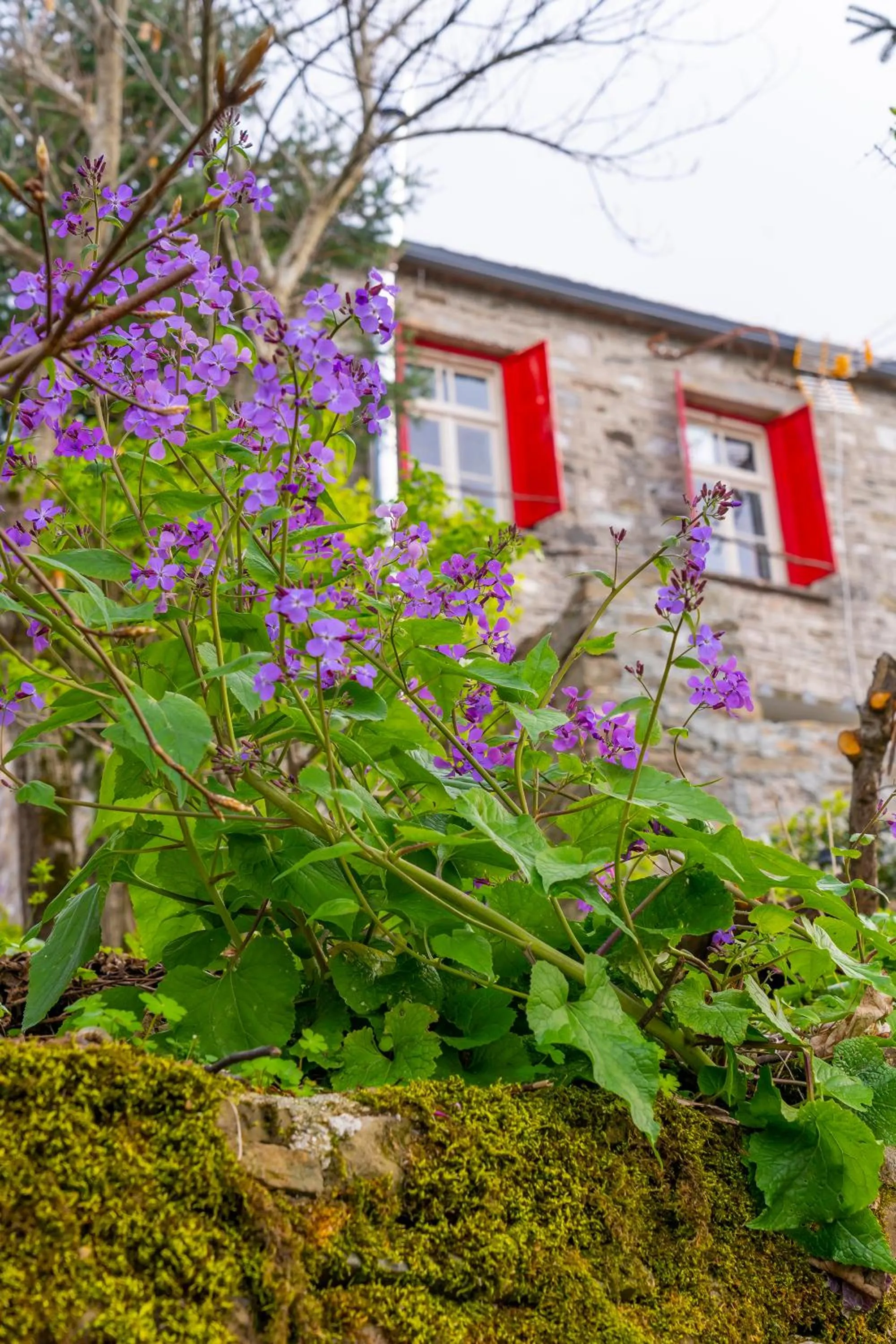Shamrock Elati Retreats