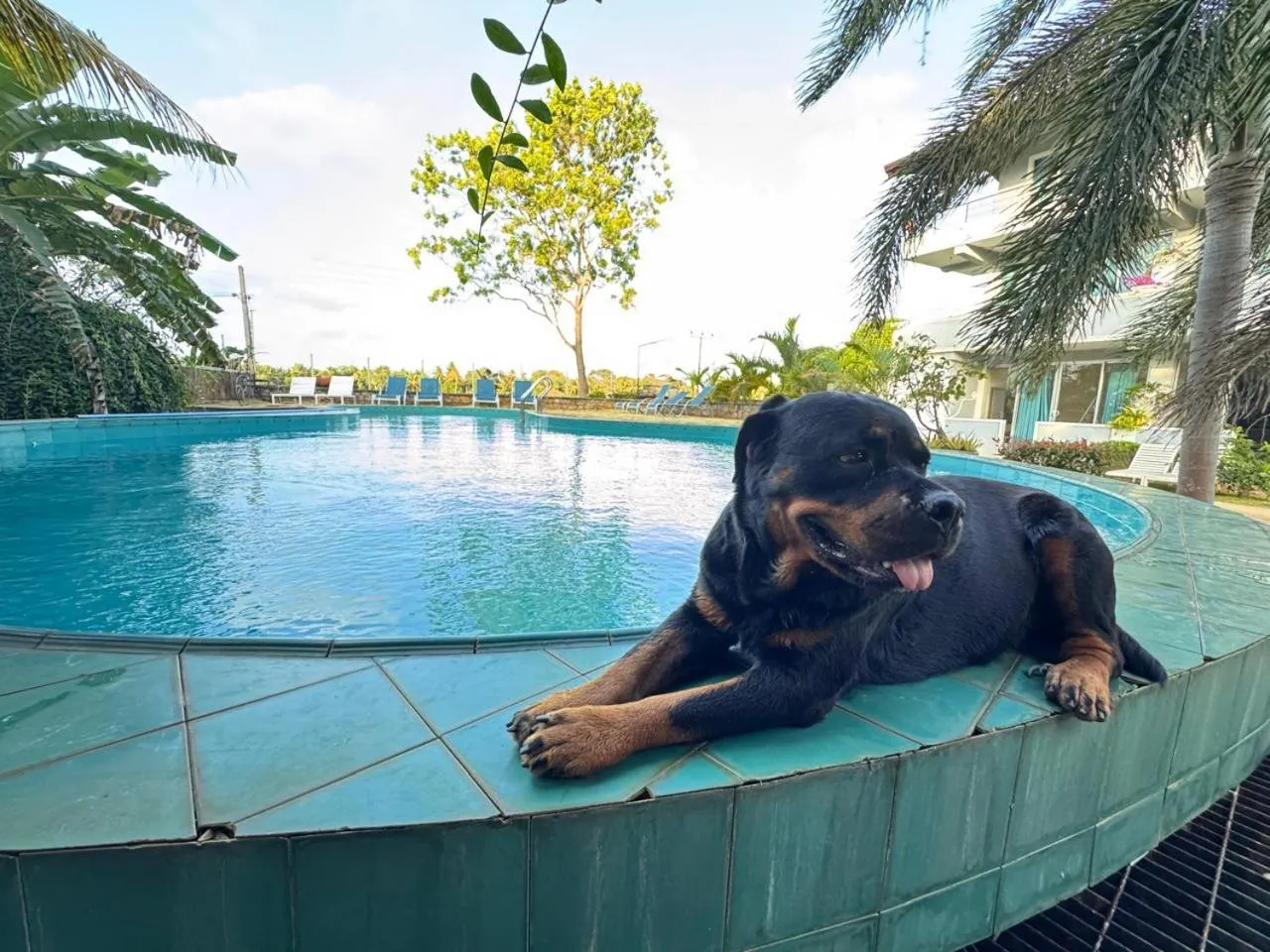 Swimming pool in Royal Rock Sigiriya