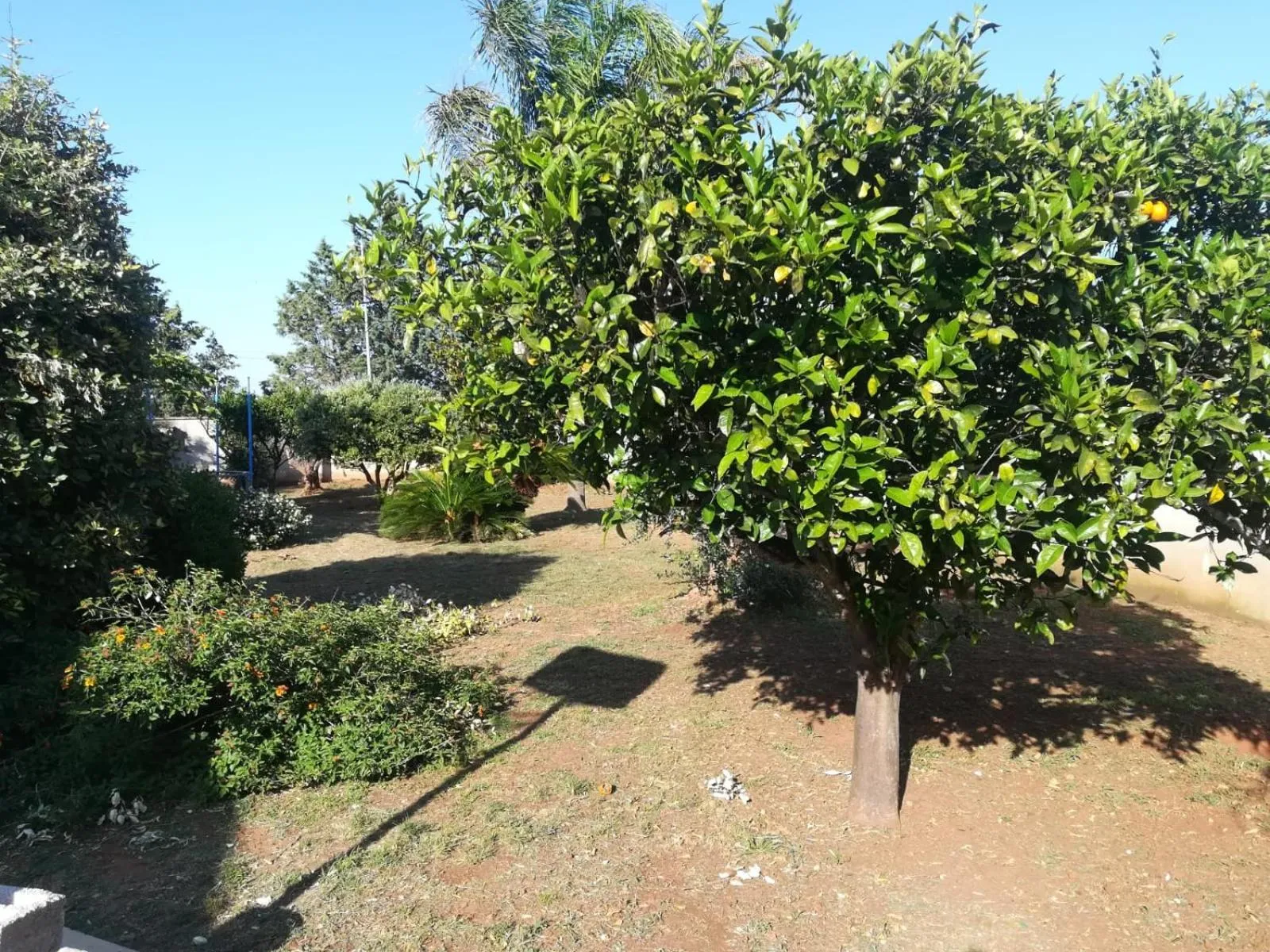 Garden in Il Giardino degli Ulivi