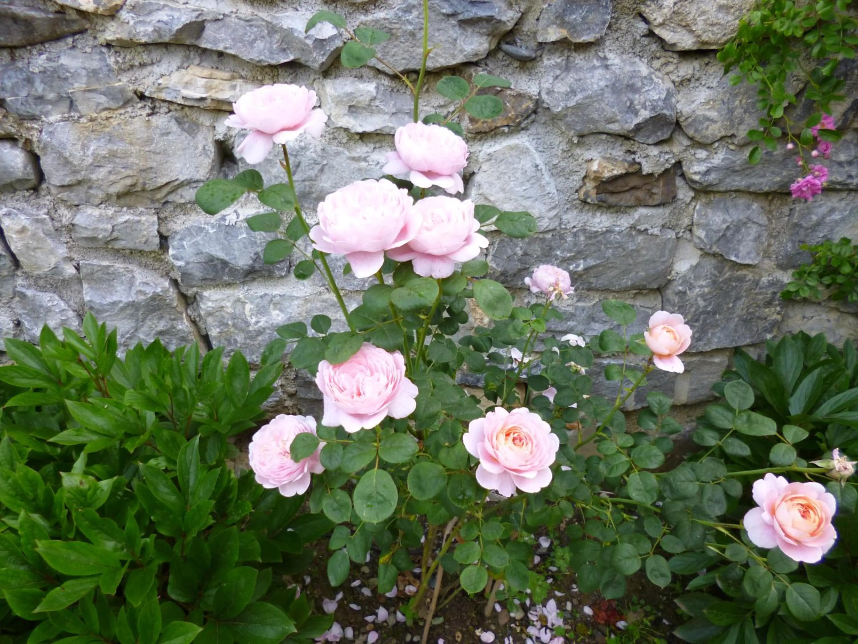 Garden in GREEN BIKE PYRENEES