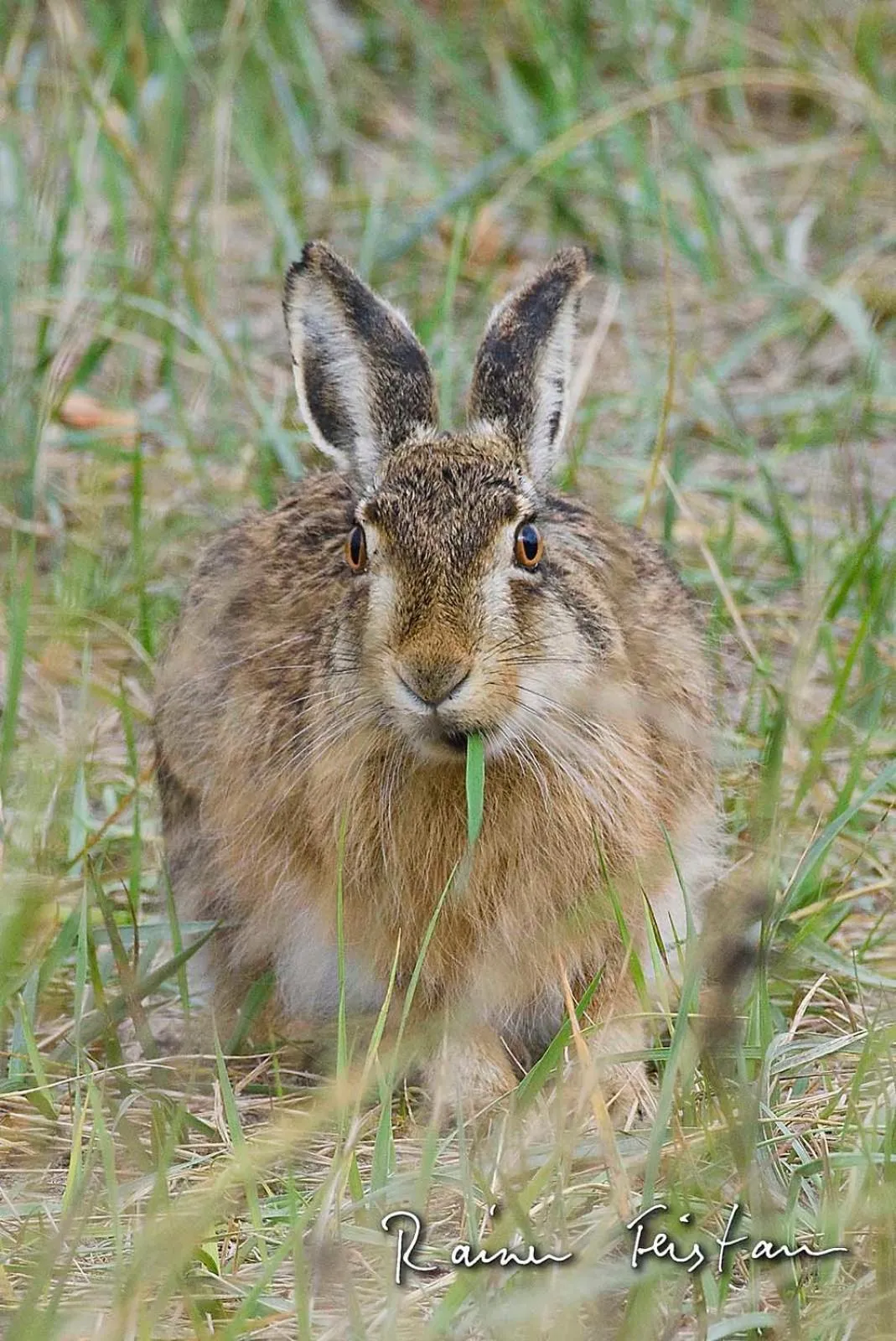 Animals in Skærven Beachfront Apartments and Cottage