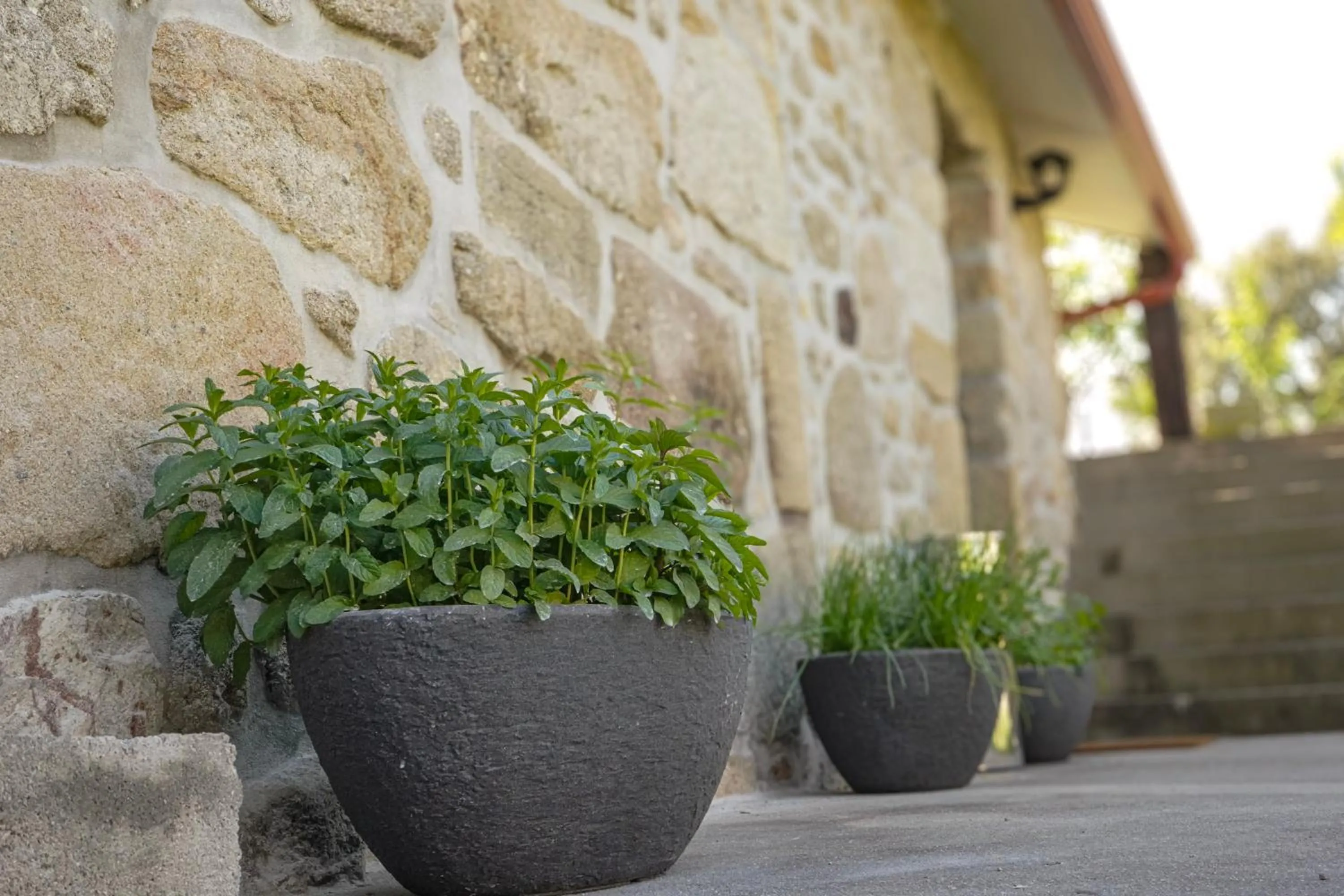 Garden in Casa d'Amares