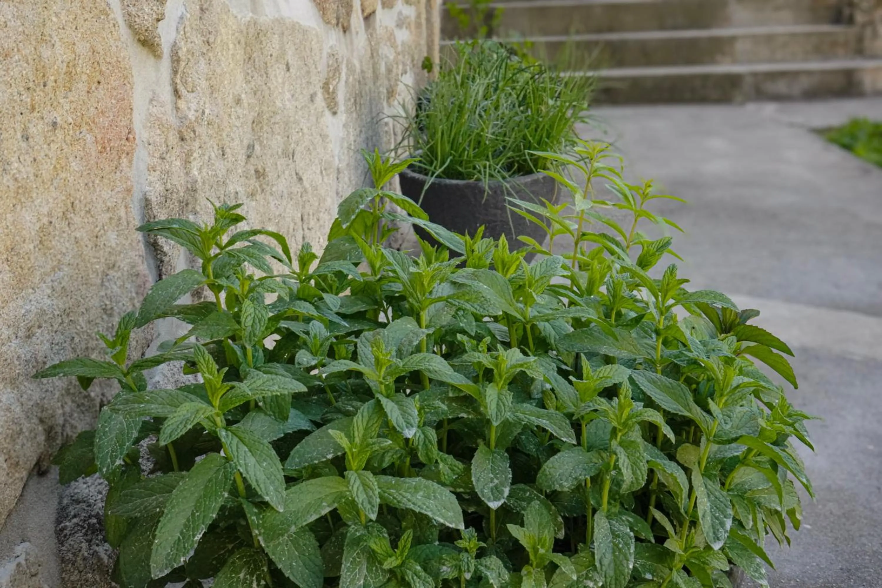 Garden in Casa d'Amares