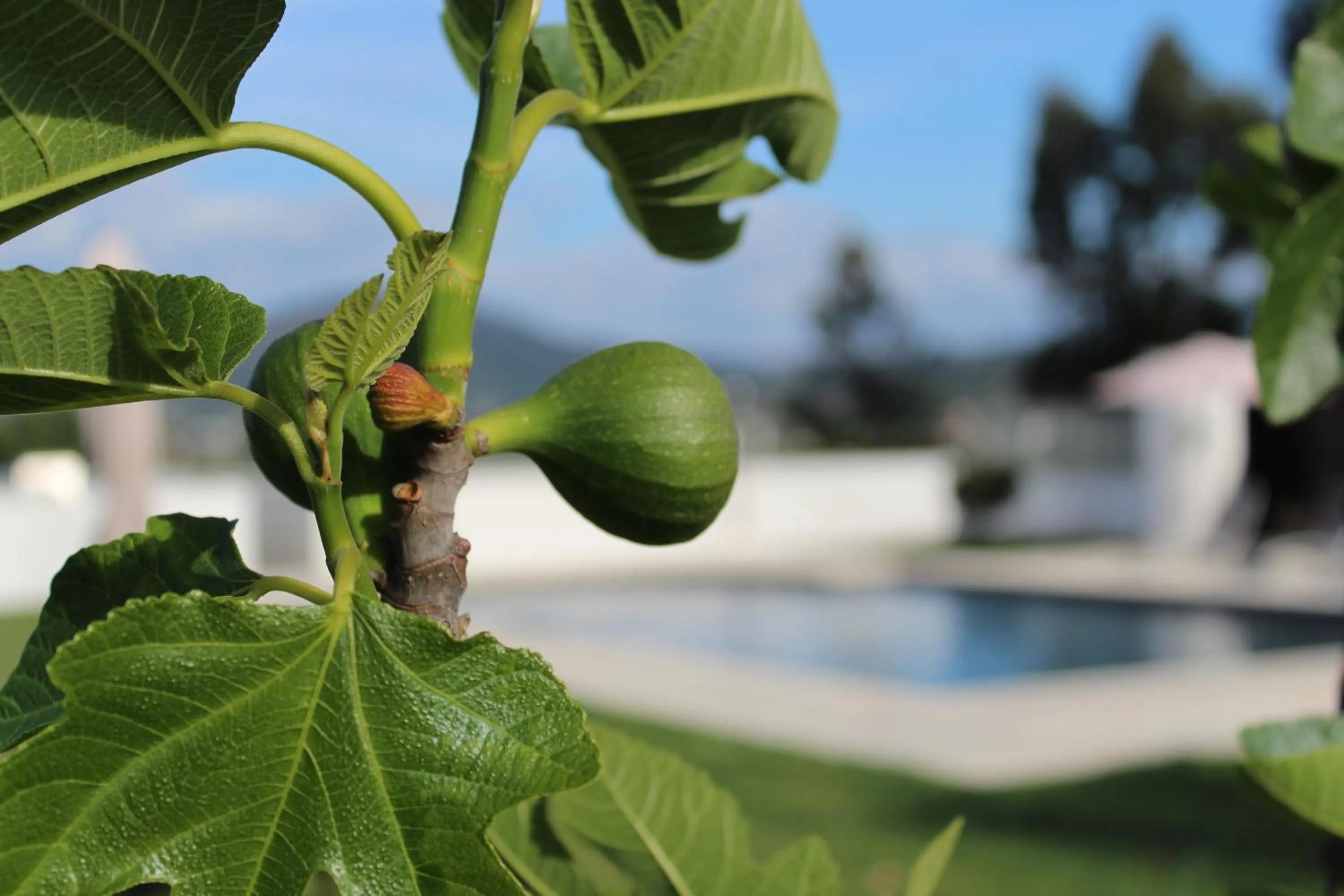 Property building in Casa d'Amares