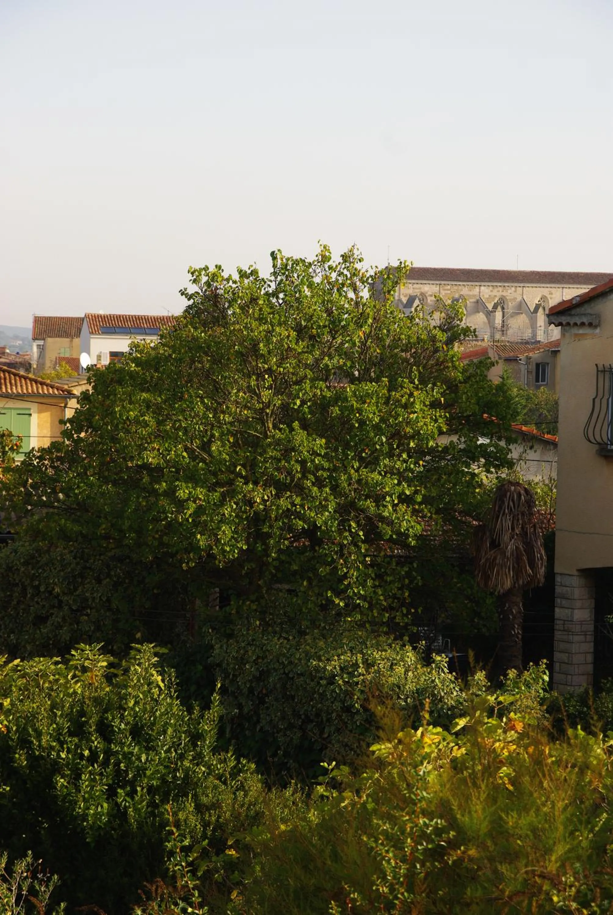 Garden view in Les Coronilles