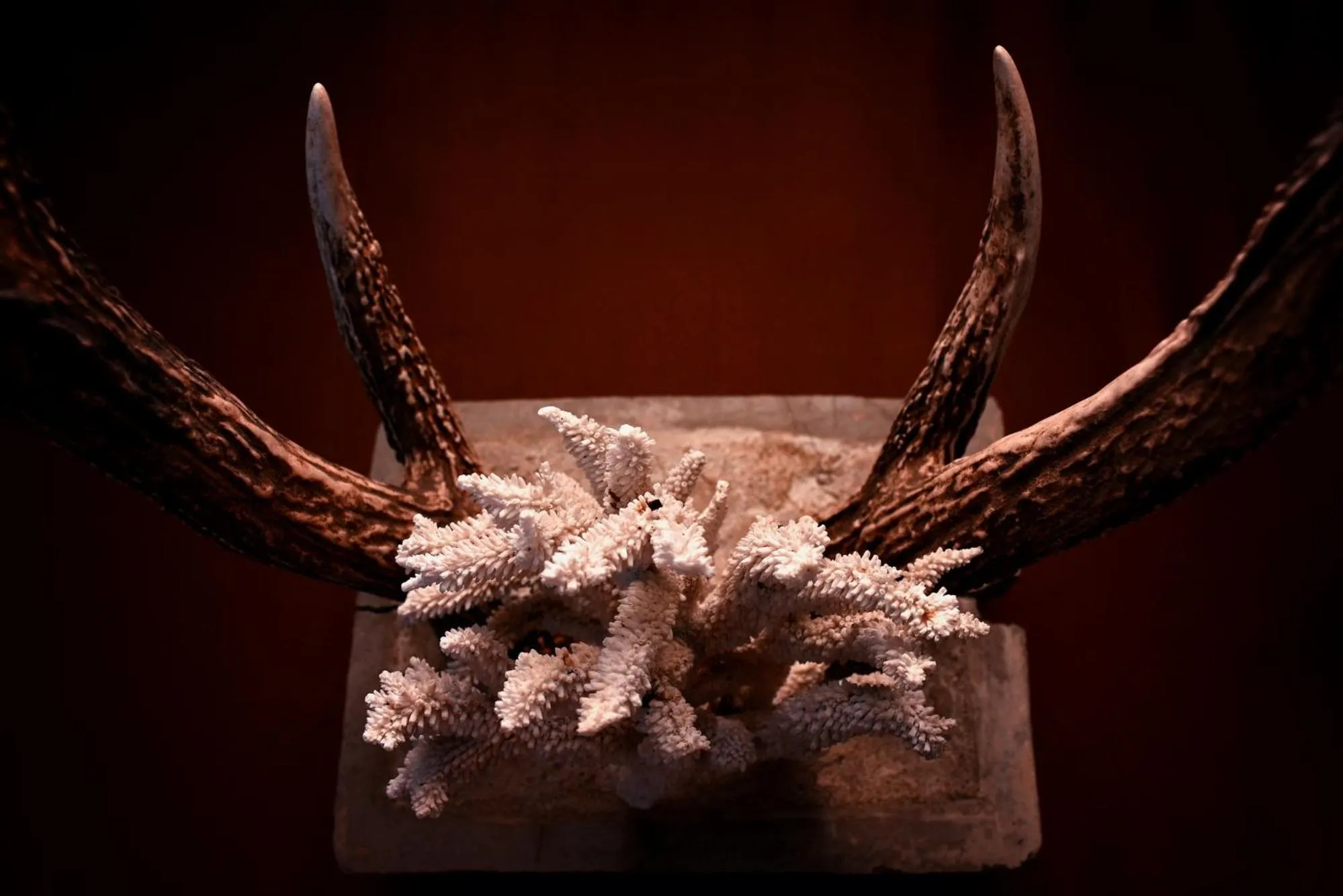 Decorative detail in Melheim Beach Kalpitiya