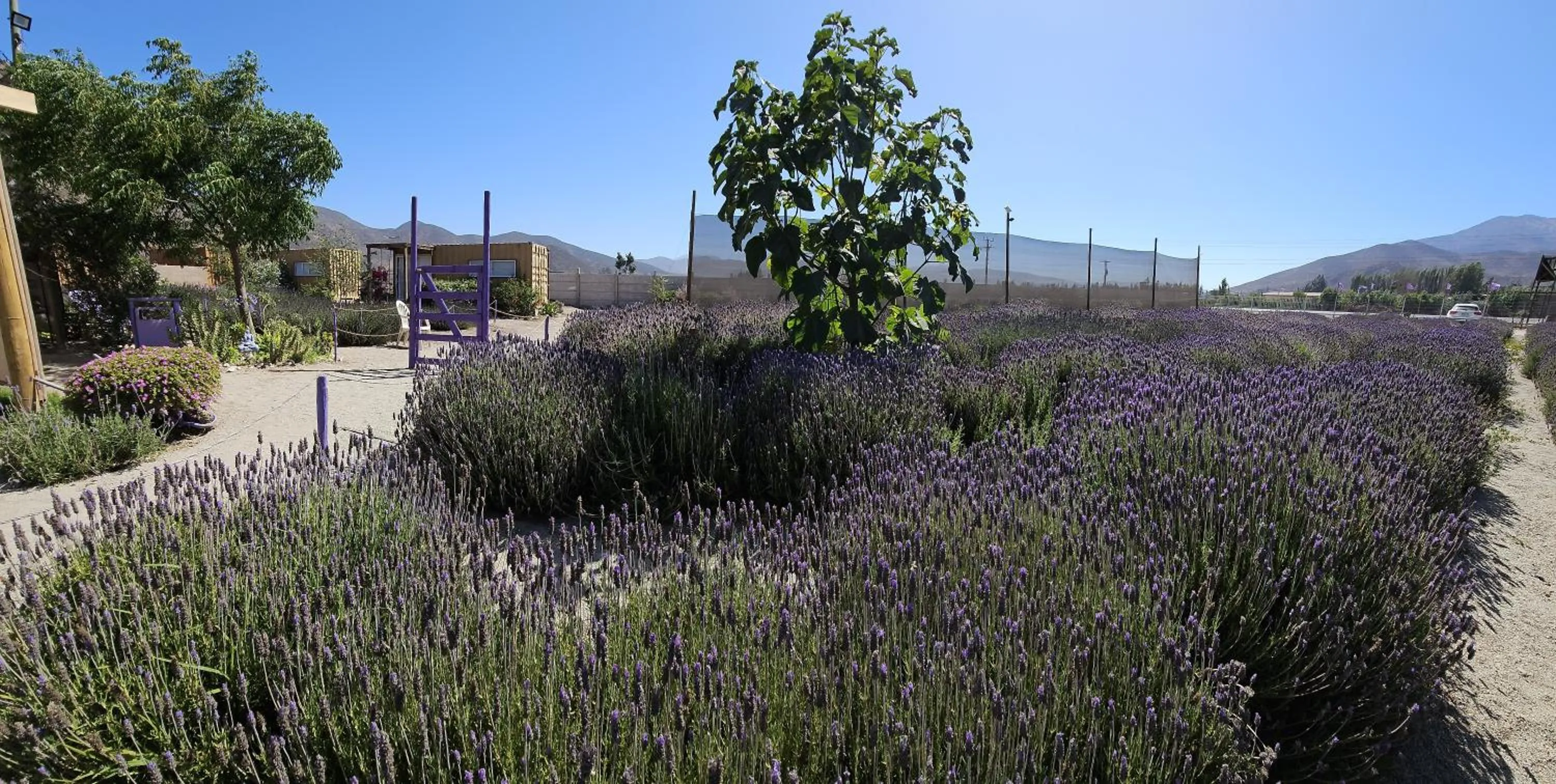Lavanda del Valle