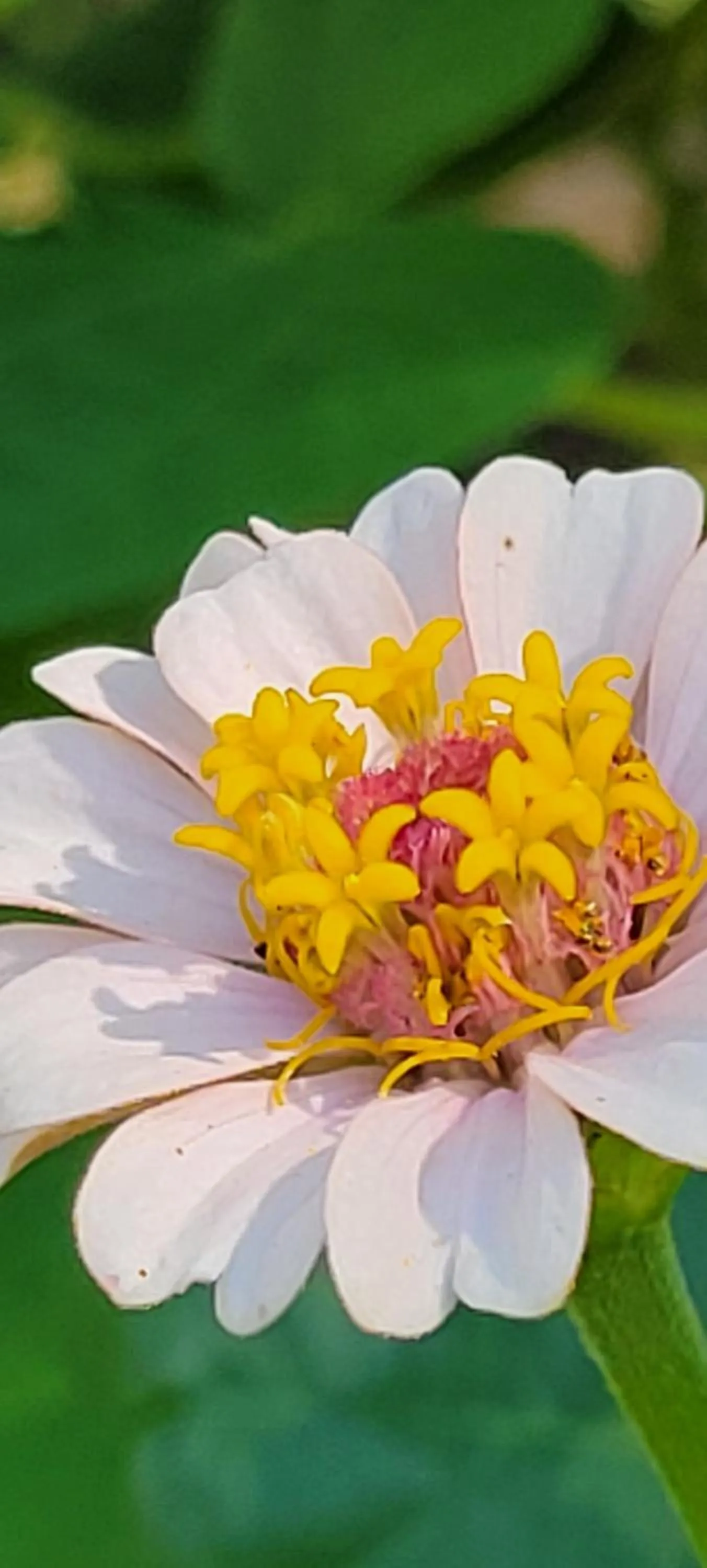 Garden in Evening Shade Inn
