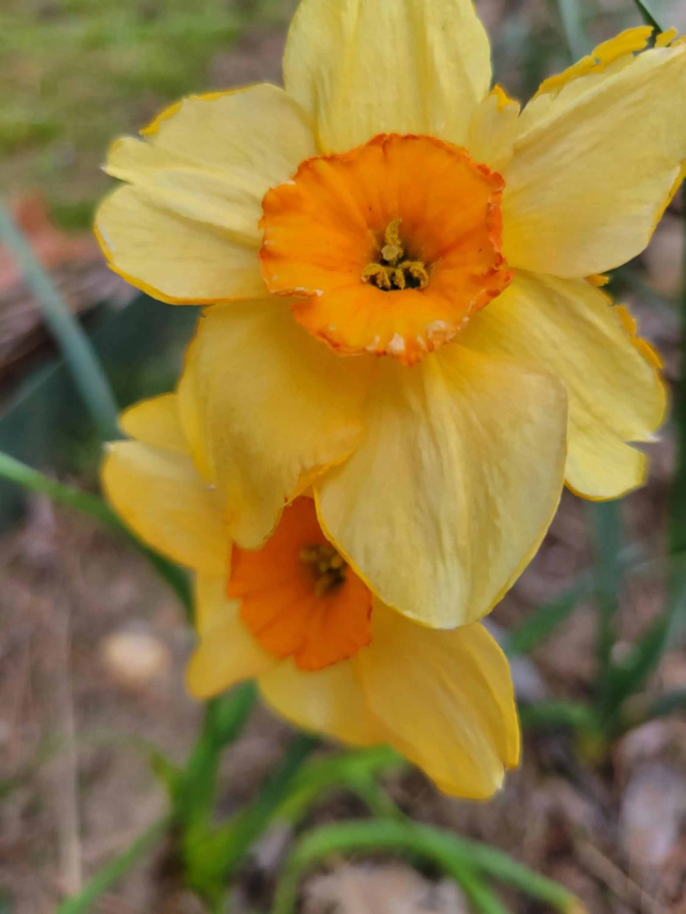 Spring in Evening Shade Inn