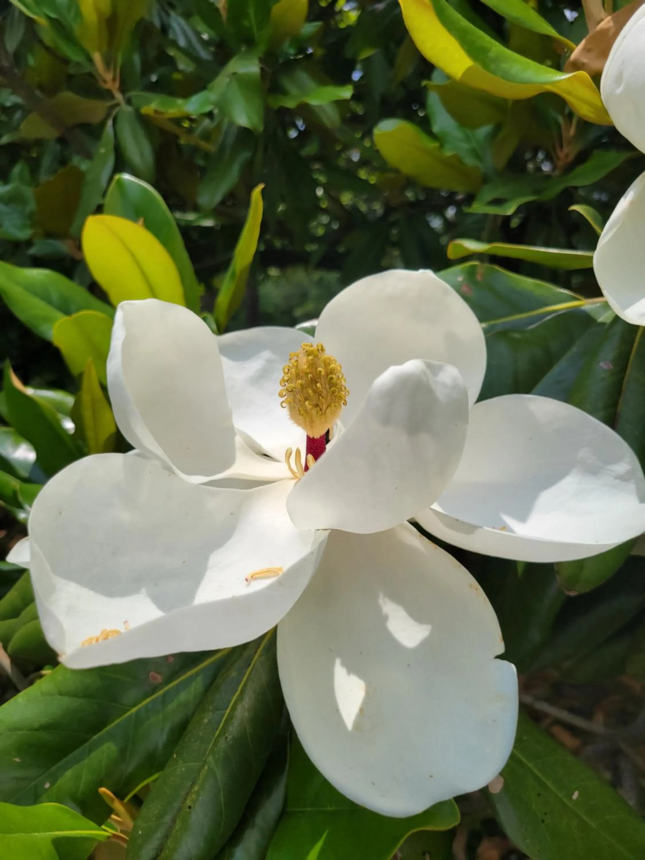 Day in Evening Shade Inn