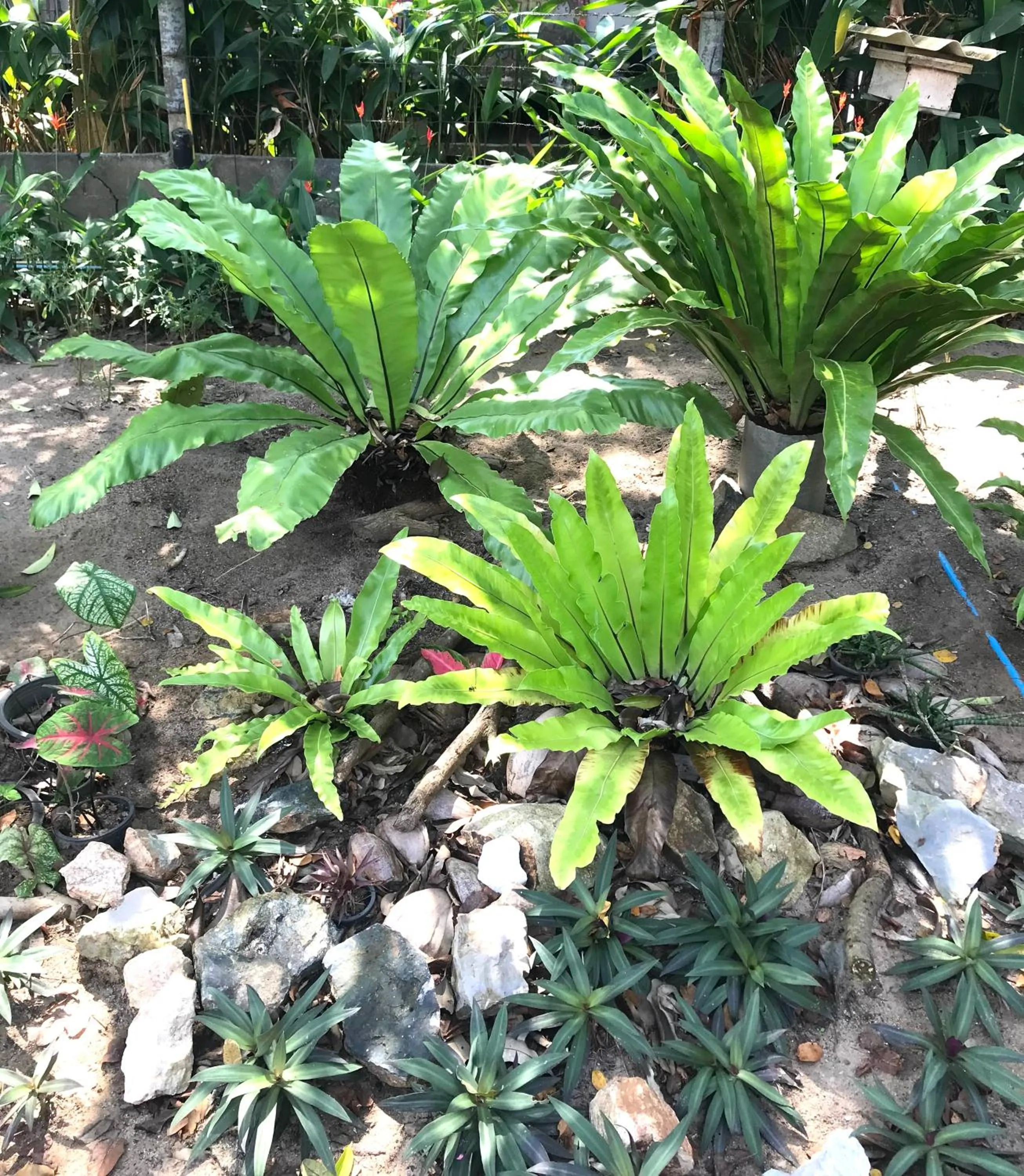 Property building in New Moon