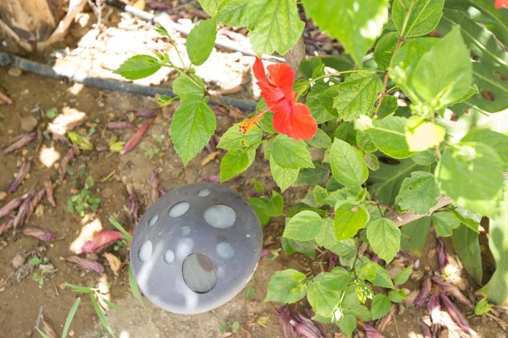 Spring in Calmare suites