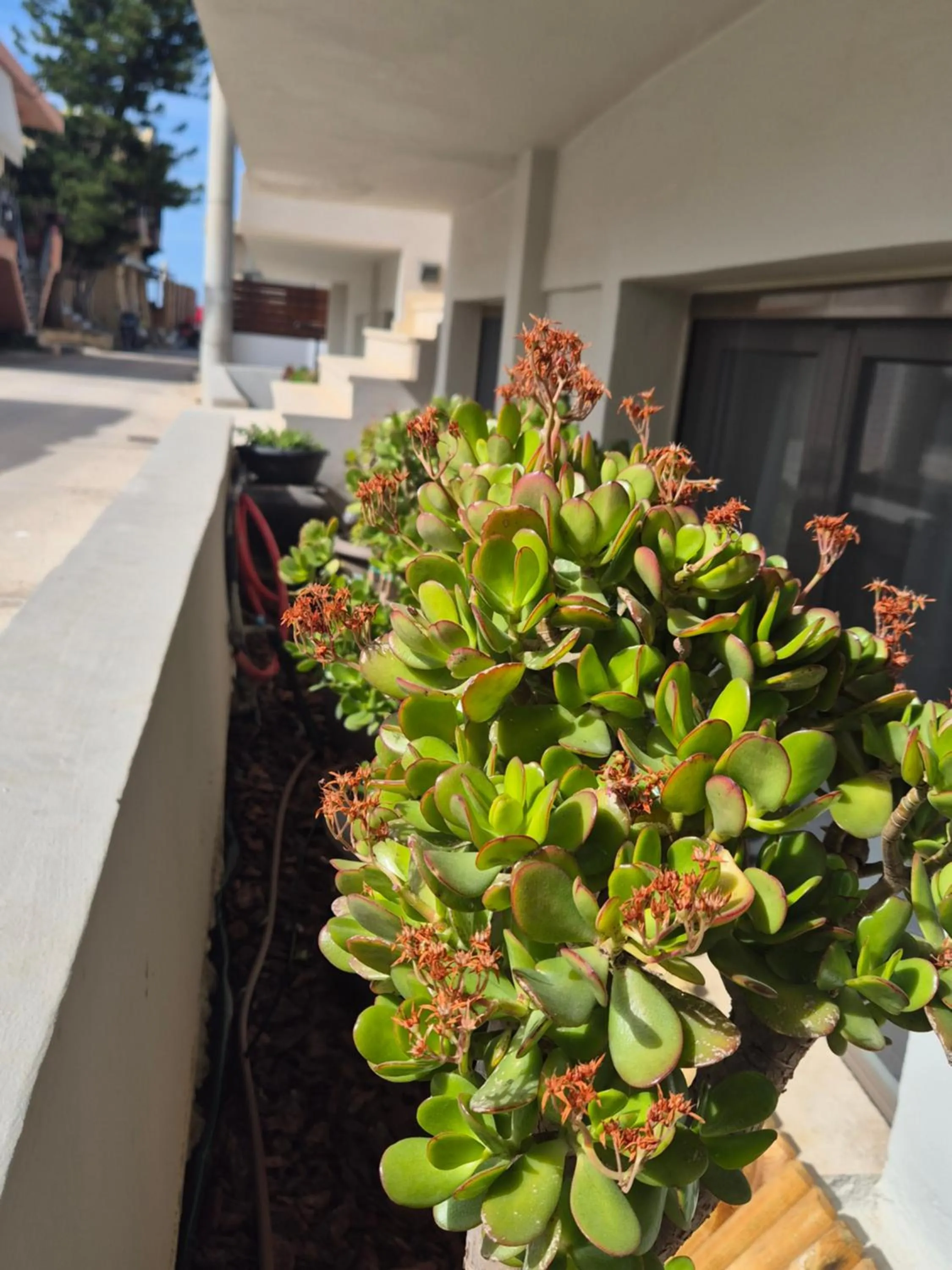 Garden in Calmare suites