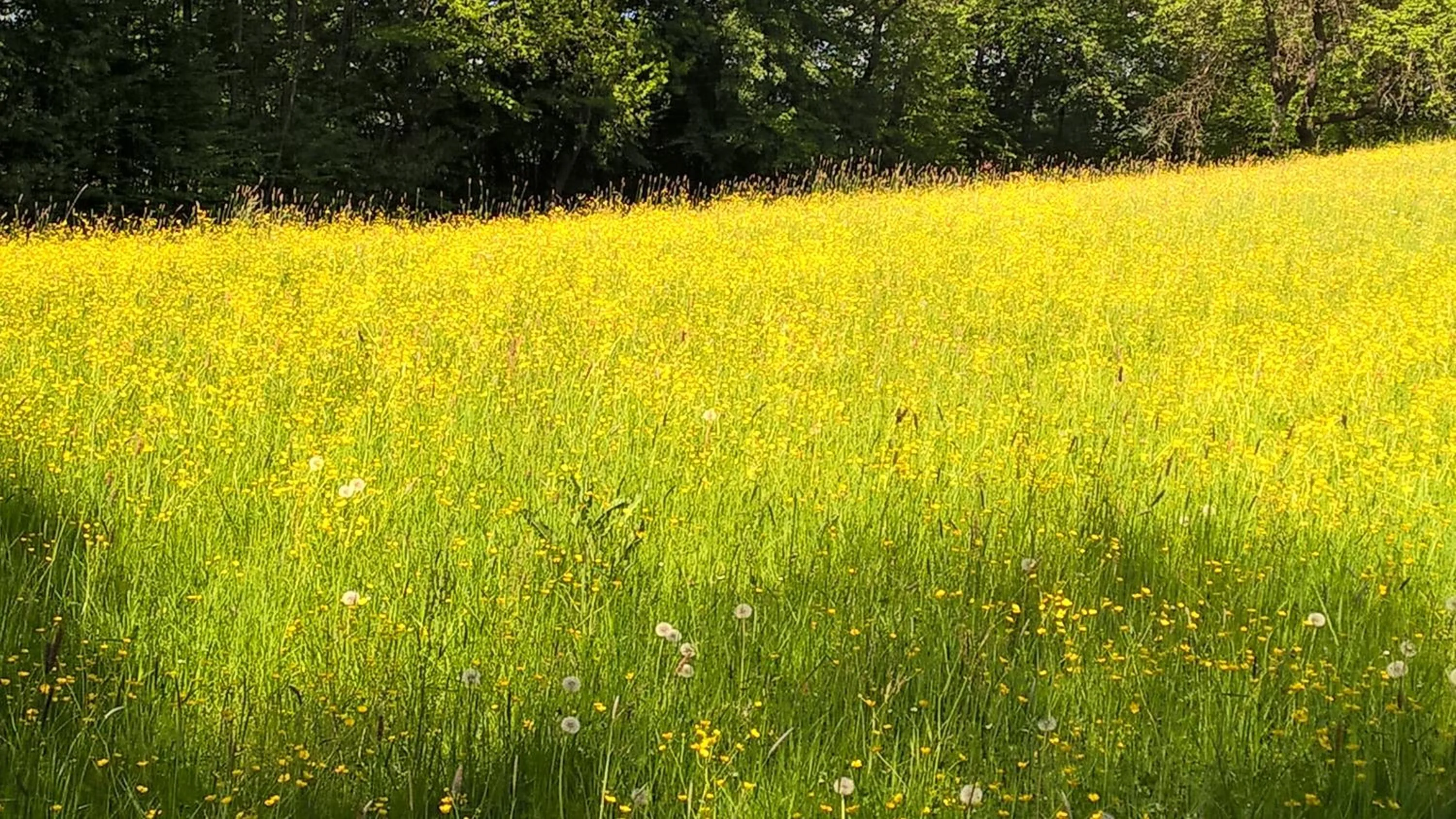 Natural landscape in Ferien vom Ich, Bayerischer Wald, Hotel & Restaurant