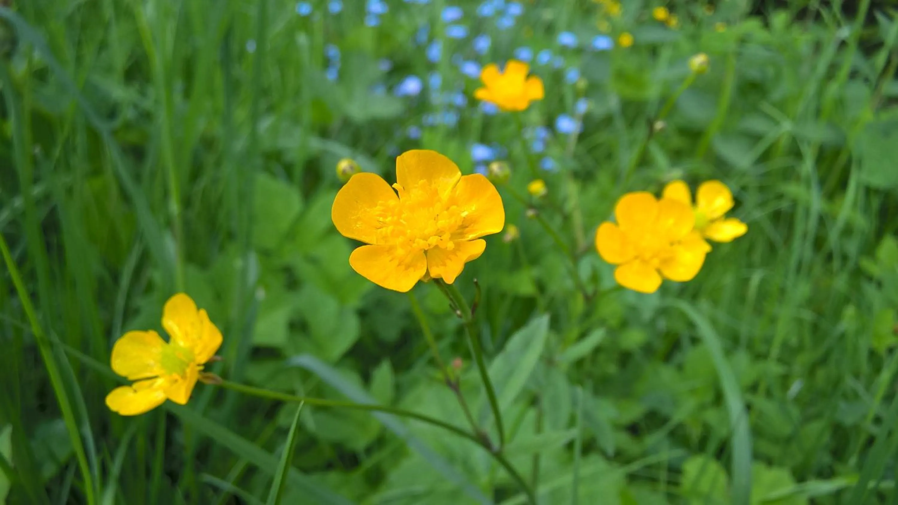 Garden in Ferien vom Ich, Bayerischer Wald, Hotel & Restaurant