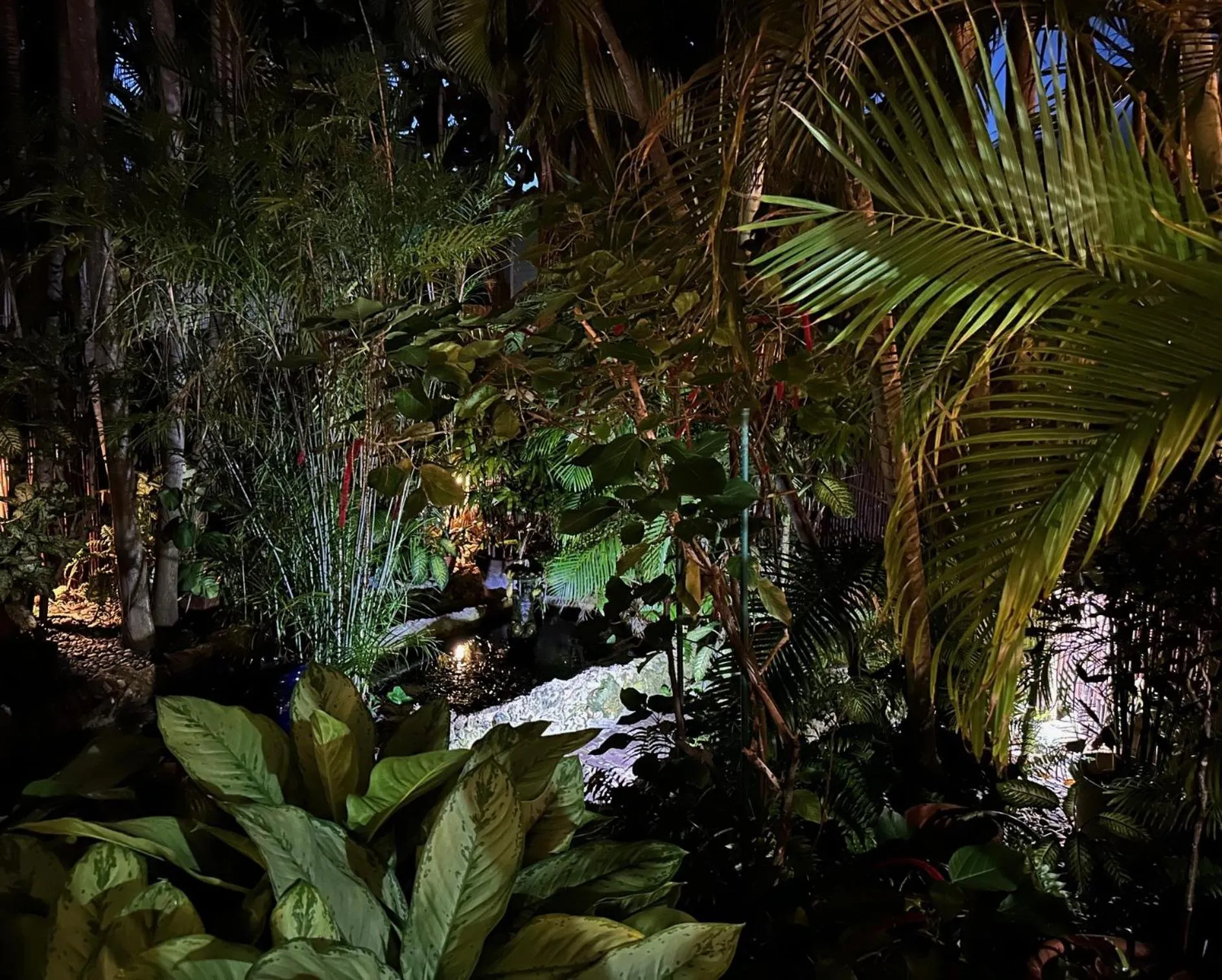 Garden in Douglas House