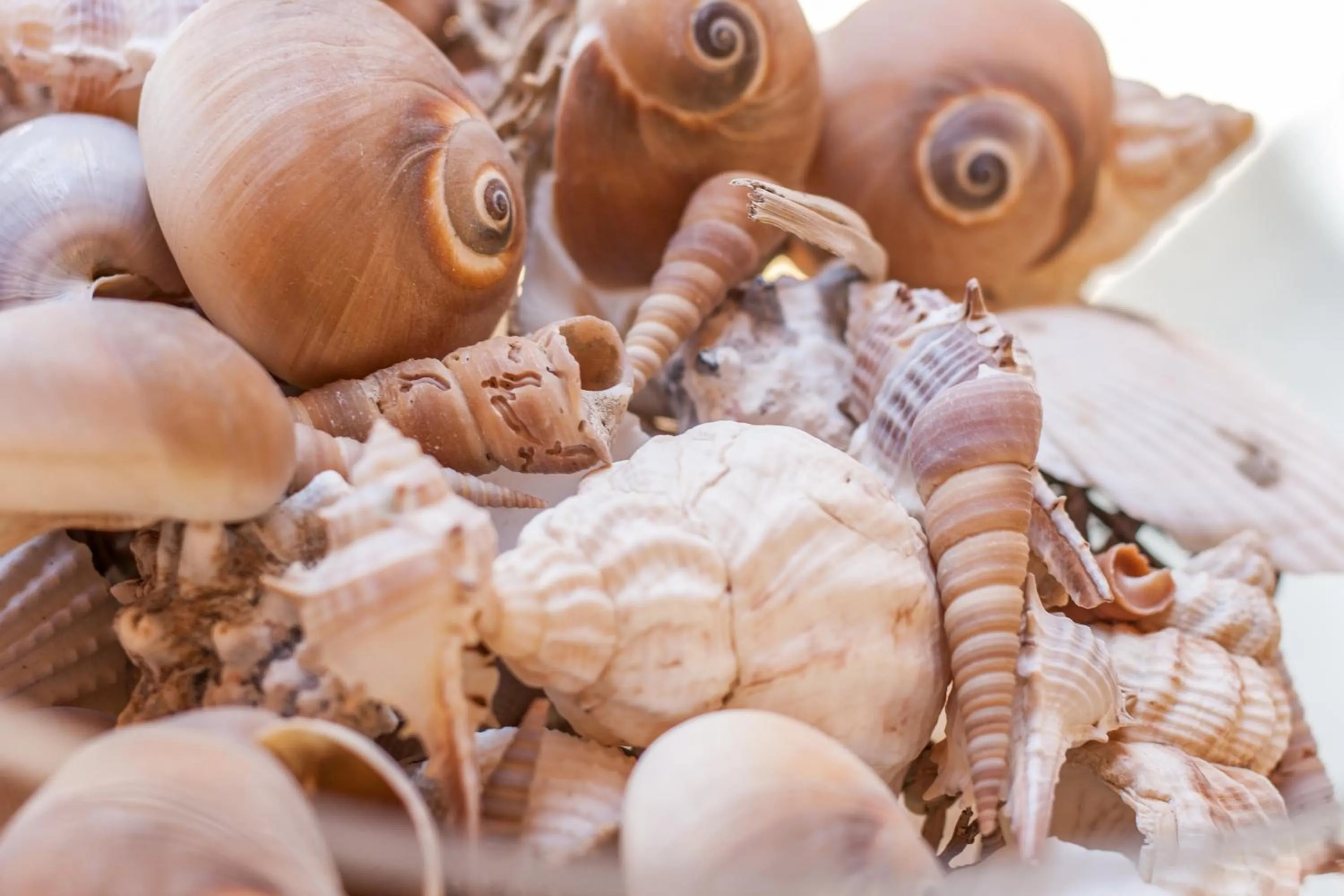 La maison des coquillages - mytouristhome