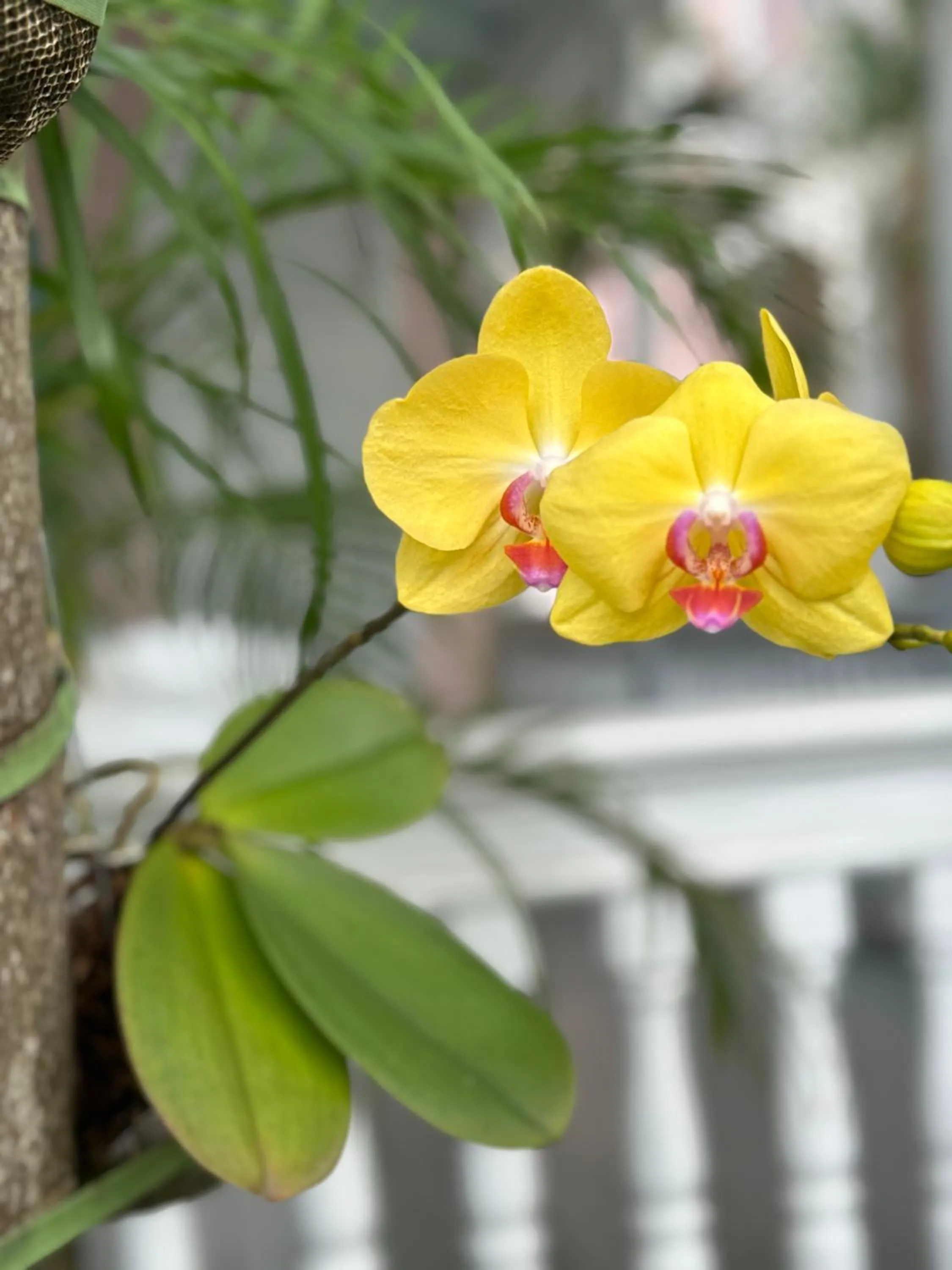 Spring in The Palms Hotel