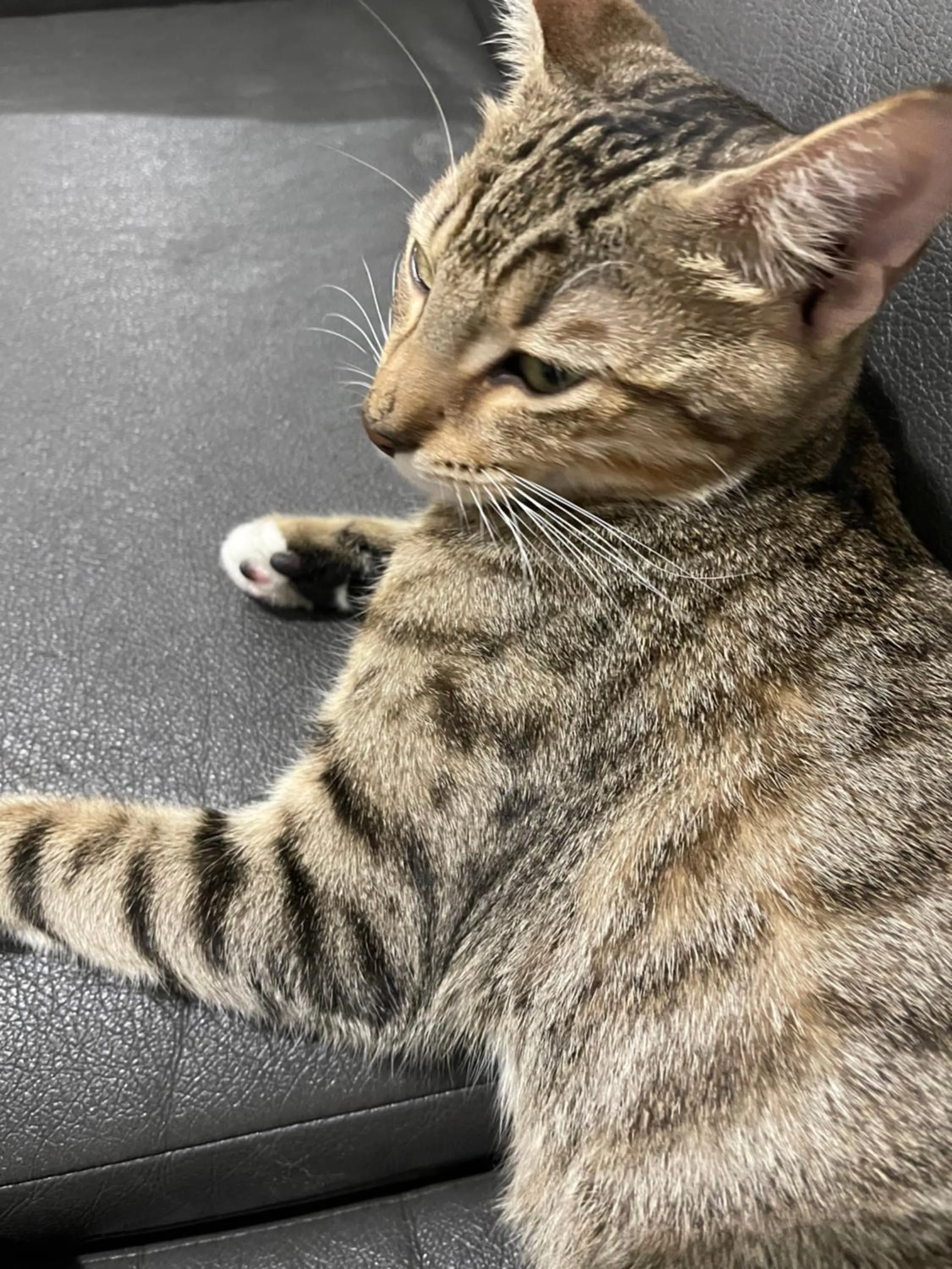 Pets in The Palms Hotel