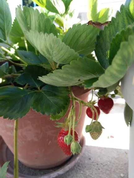 Day in Apartment Rippl II