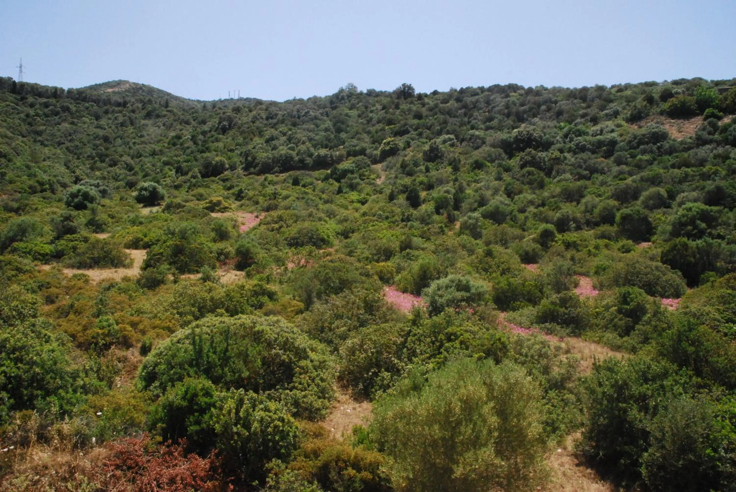 Natural landscape in I Ginepri