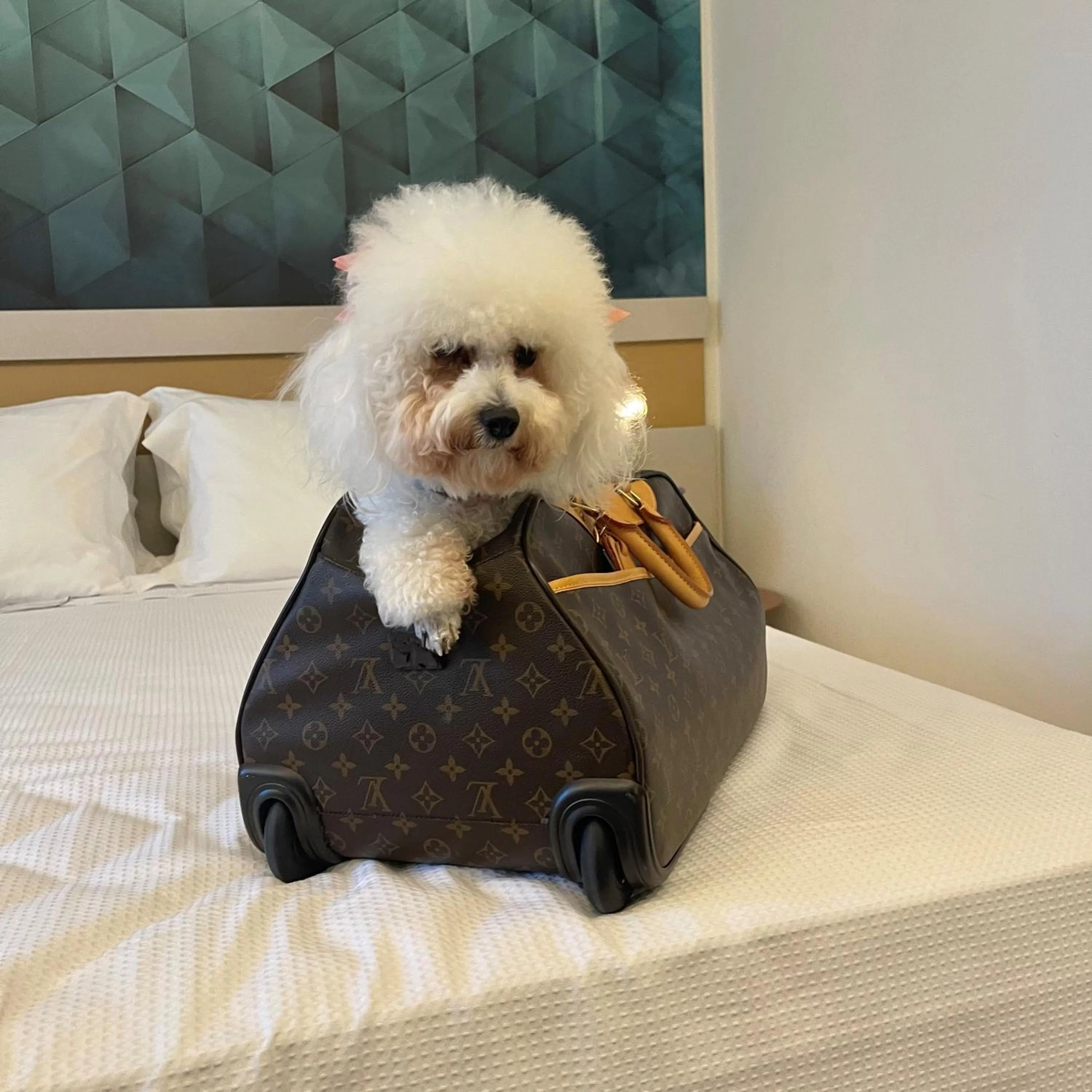 Pets in Intercity Portofino Florianópolis