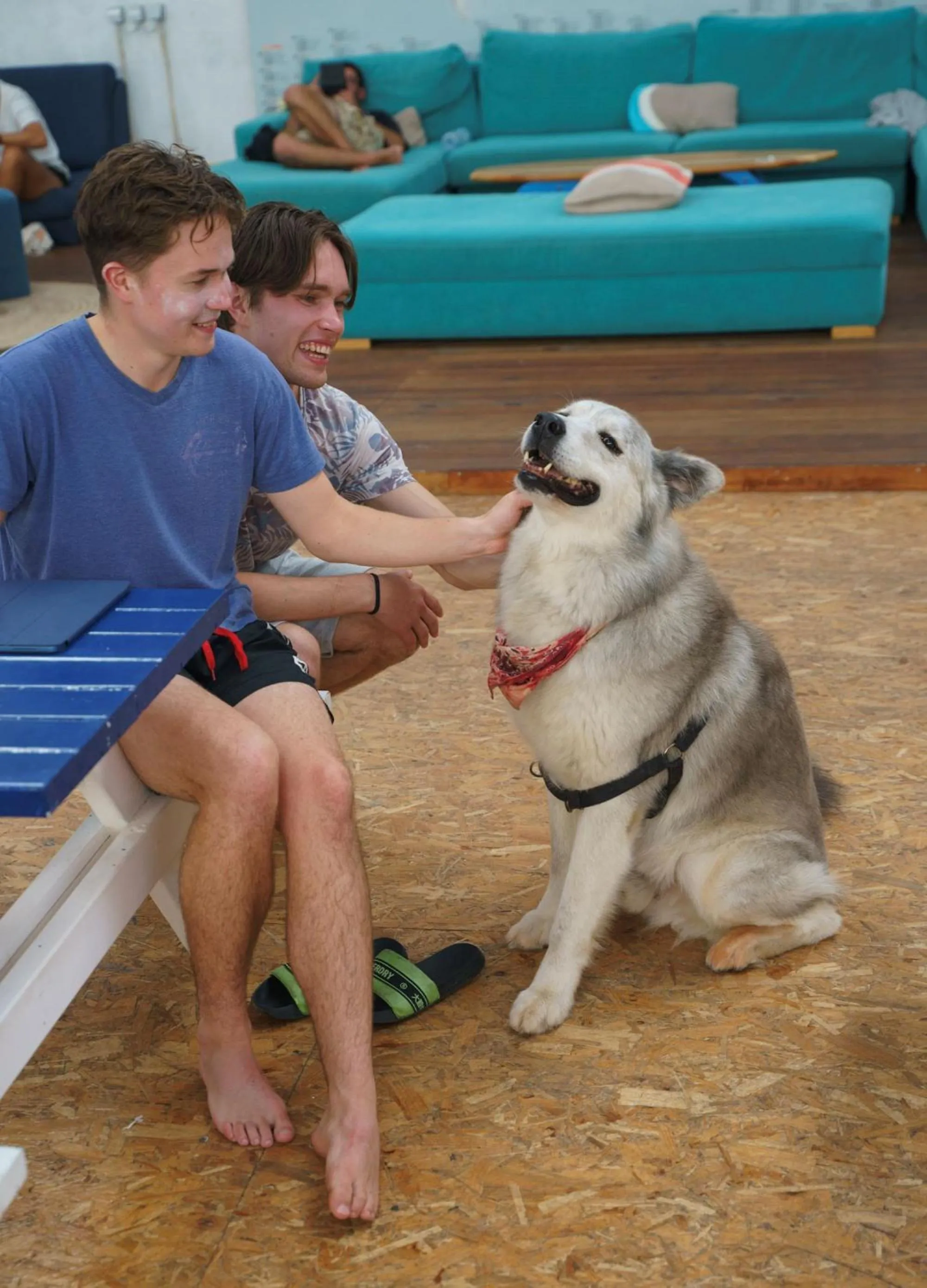 Animals in WOT Peniche Social