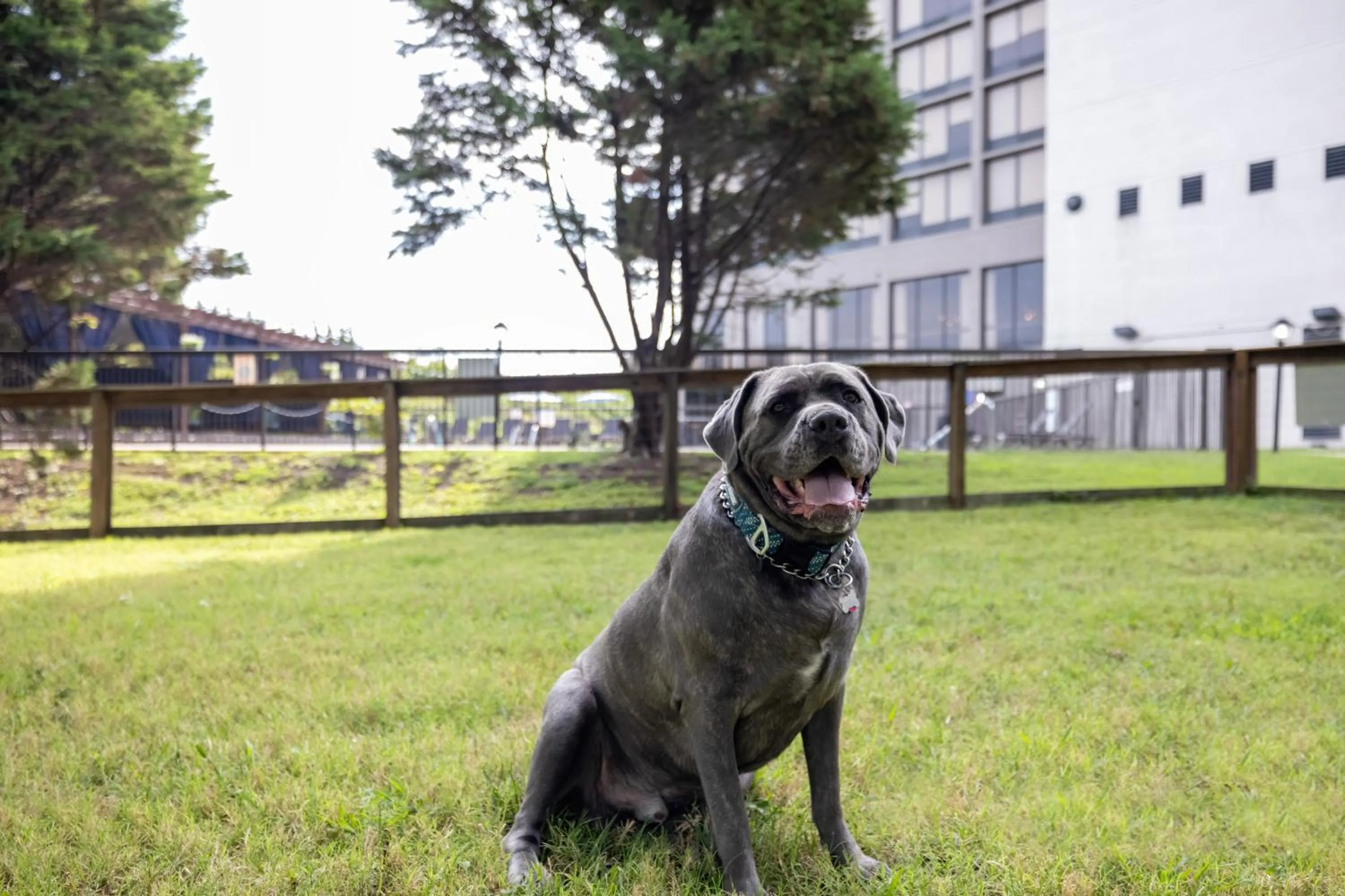 pet friendly in Hotel Preston Nashville Airport